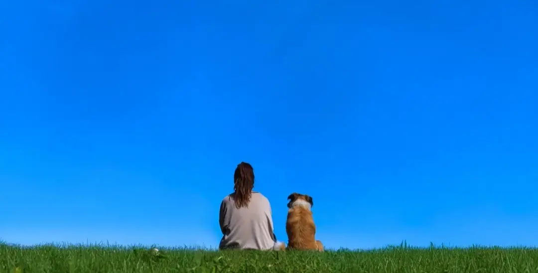 Perros y gatos en adopción en Chile