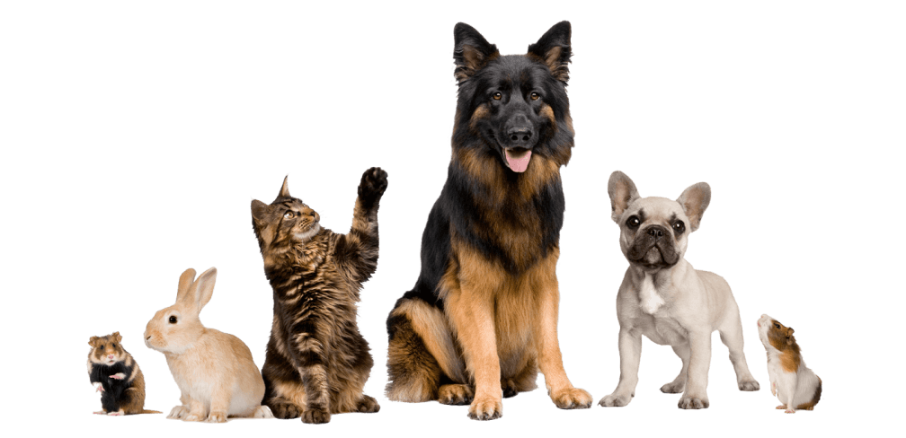 Sólo adoptantes y organizaciones responsables