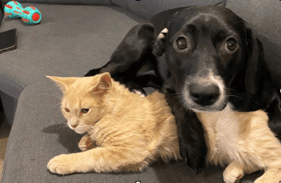 ¿Pueden llevarse bien un perro y un gato? Sí, y aquí te contamos cómo