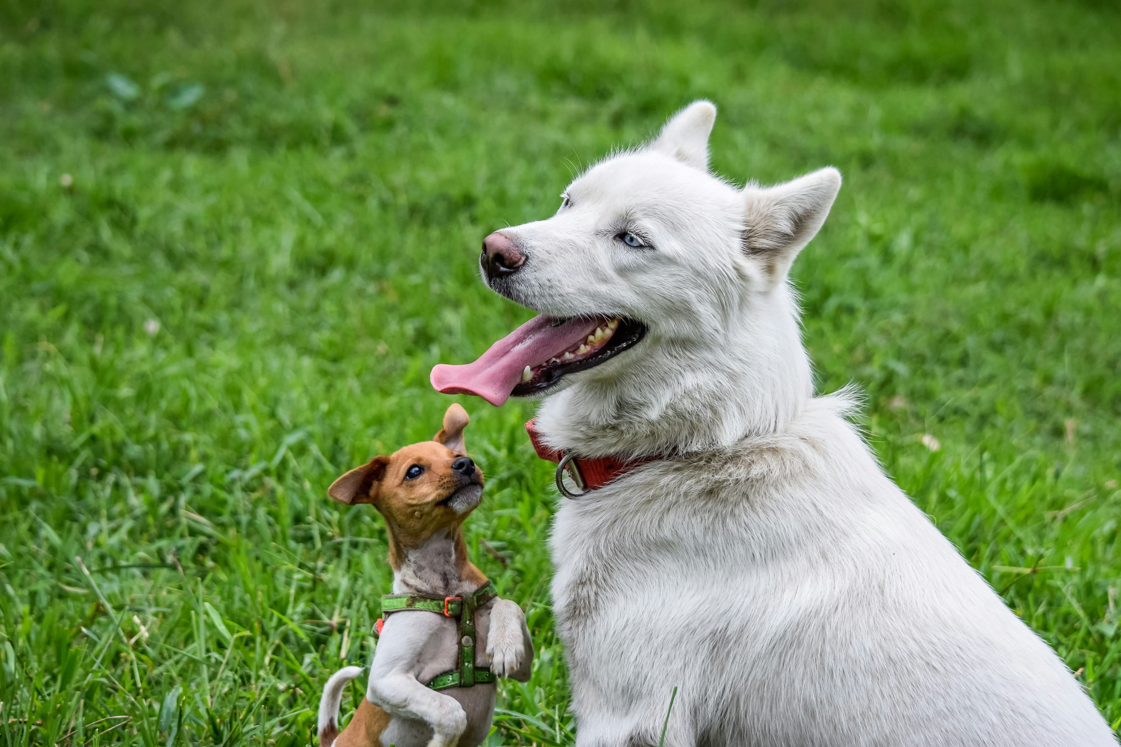 ¿Qué tener en cuenta al adoptar un perro senior?