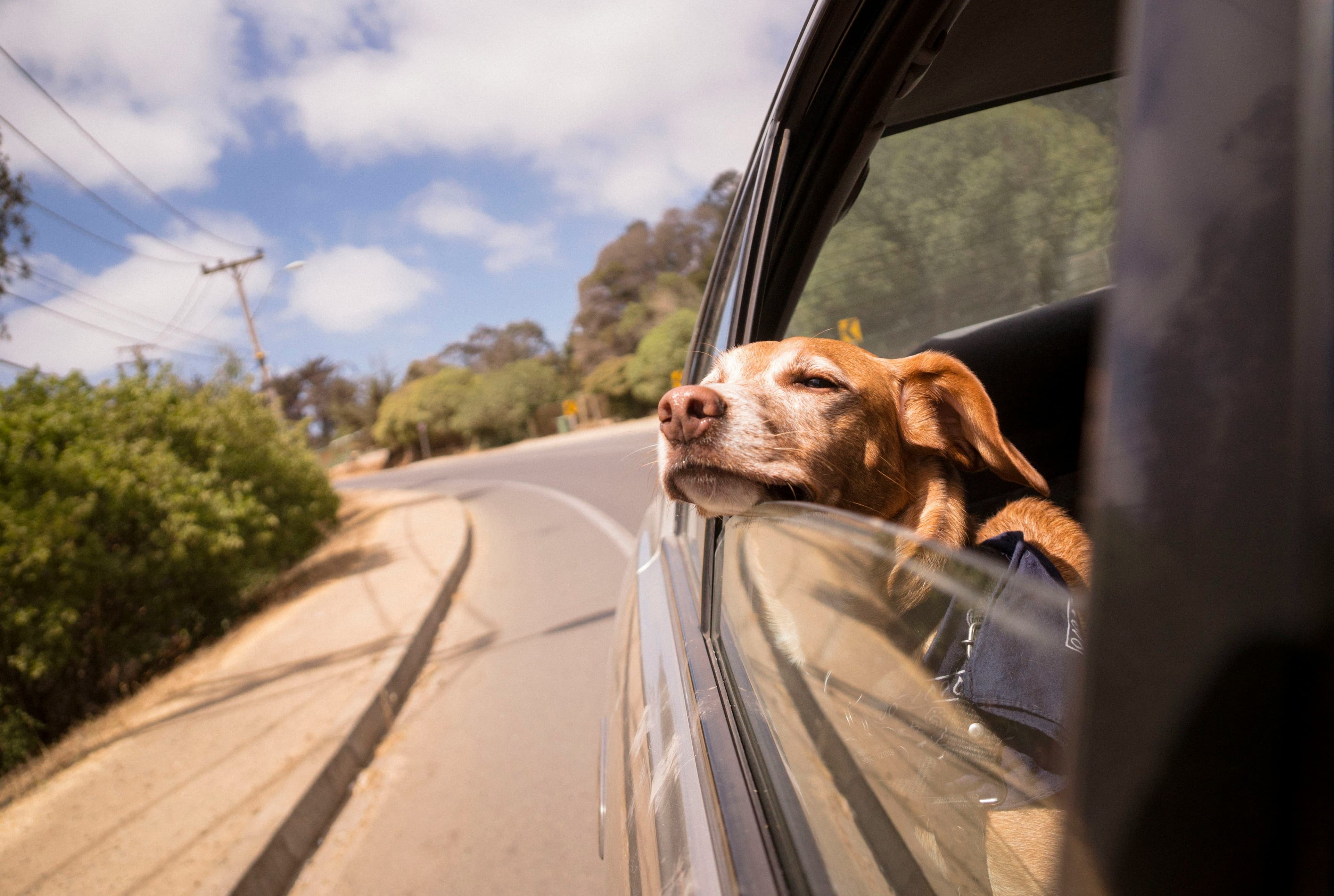 10 nombres de perro inspirados en Chile: desde Condorito hasta Violeta