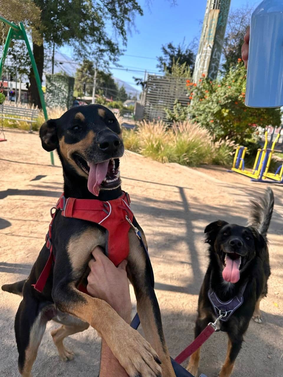 10 razones para adoptar un perro en PetMatch