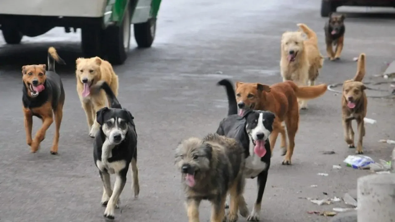 Cámara aprueba proyecto de Ley "No me abandones": 3 años de cárcel por abandono animal