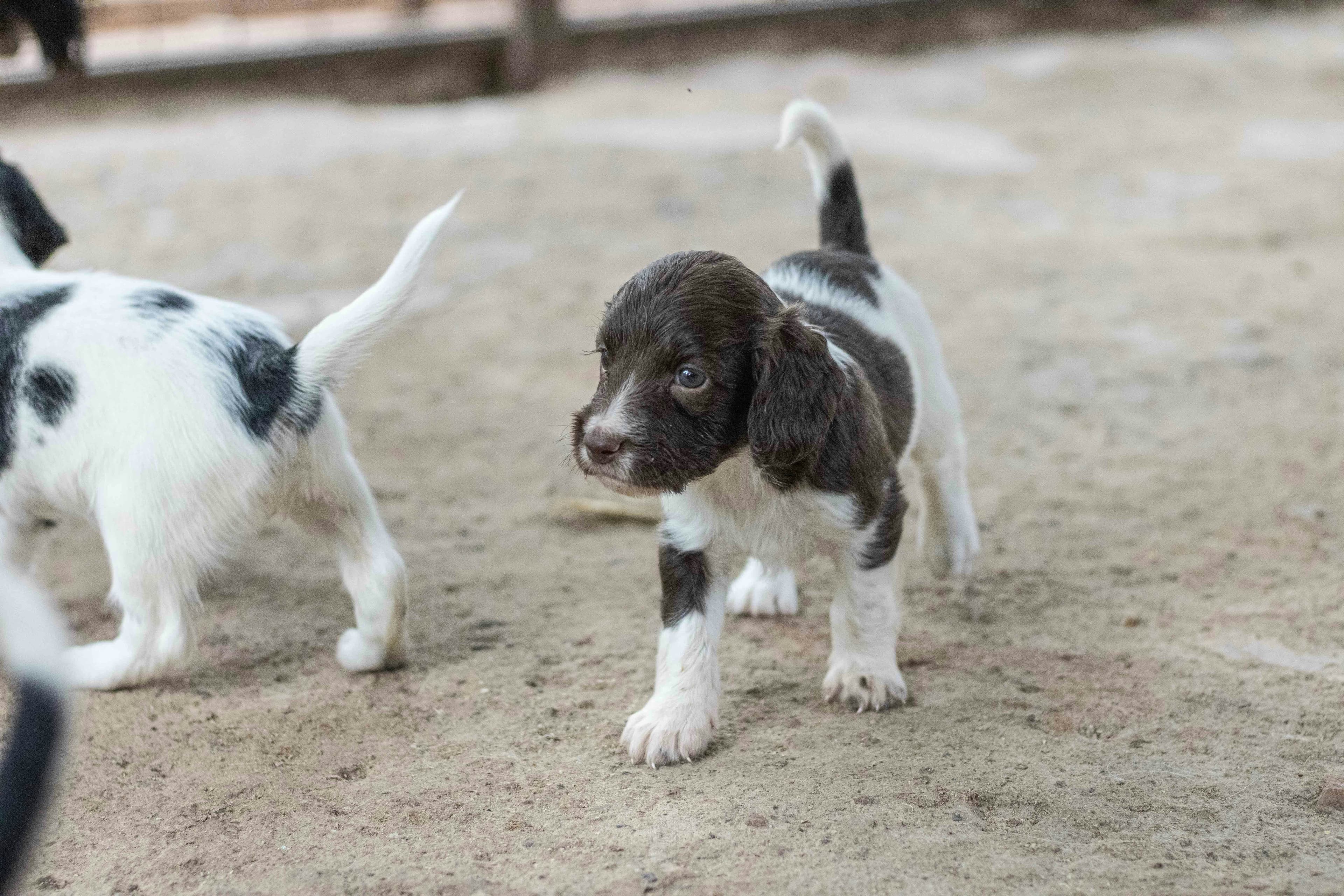 Cómo adoptar una mascota en Chile: guía clara para dar el primer paso