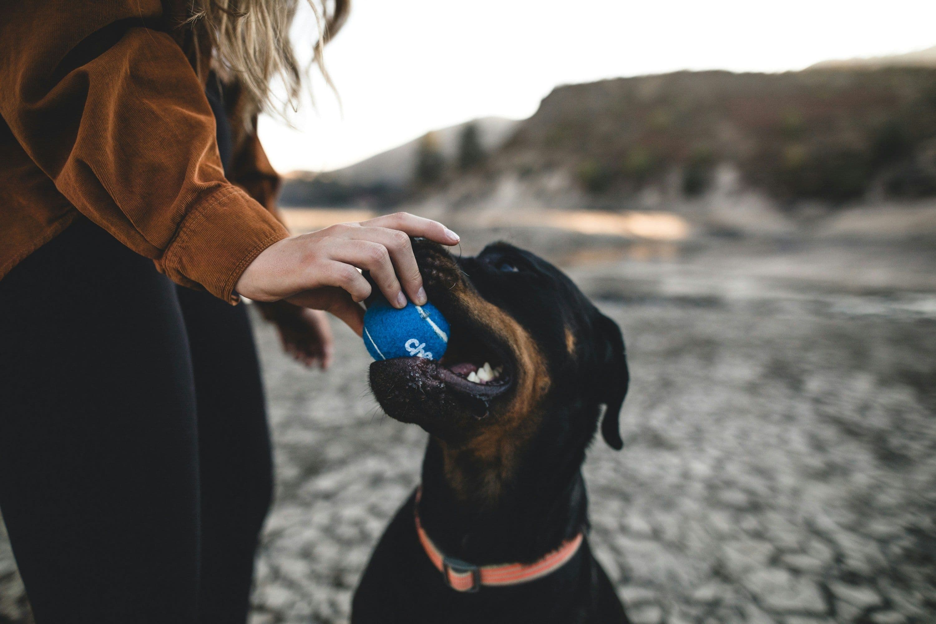 Por qué adoptar es mejor que comprar: Ventajas y consideraciones