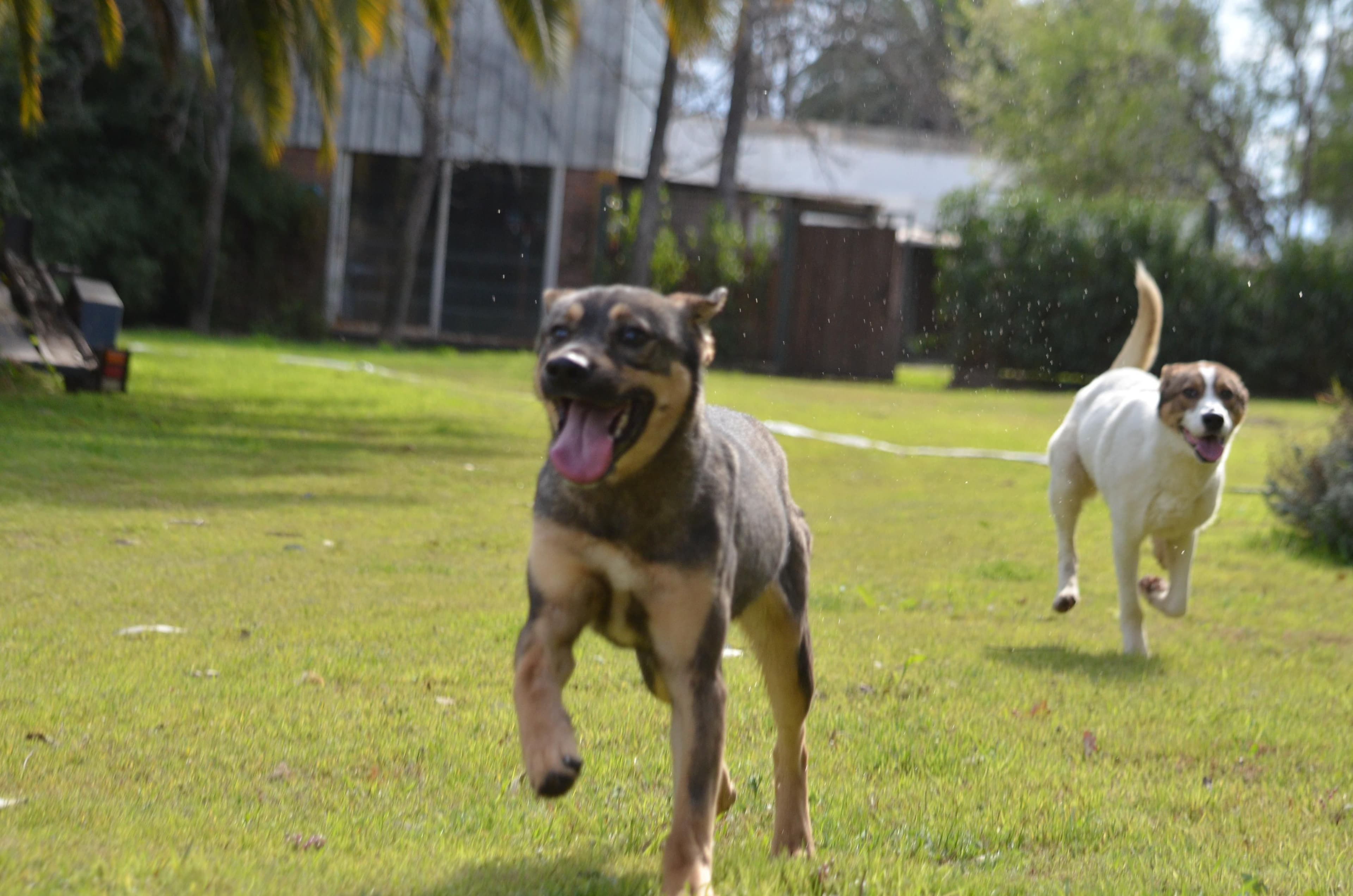 Cómo elegir el perro ideal para tu familia?