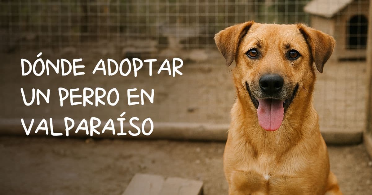 Dónde adoptar un perro en Valparaíso, Viña y Quilpué
