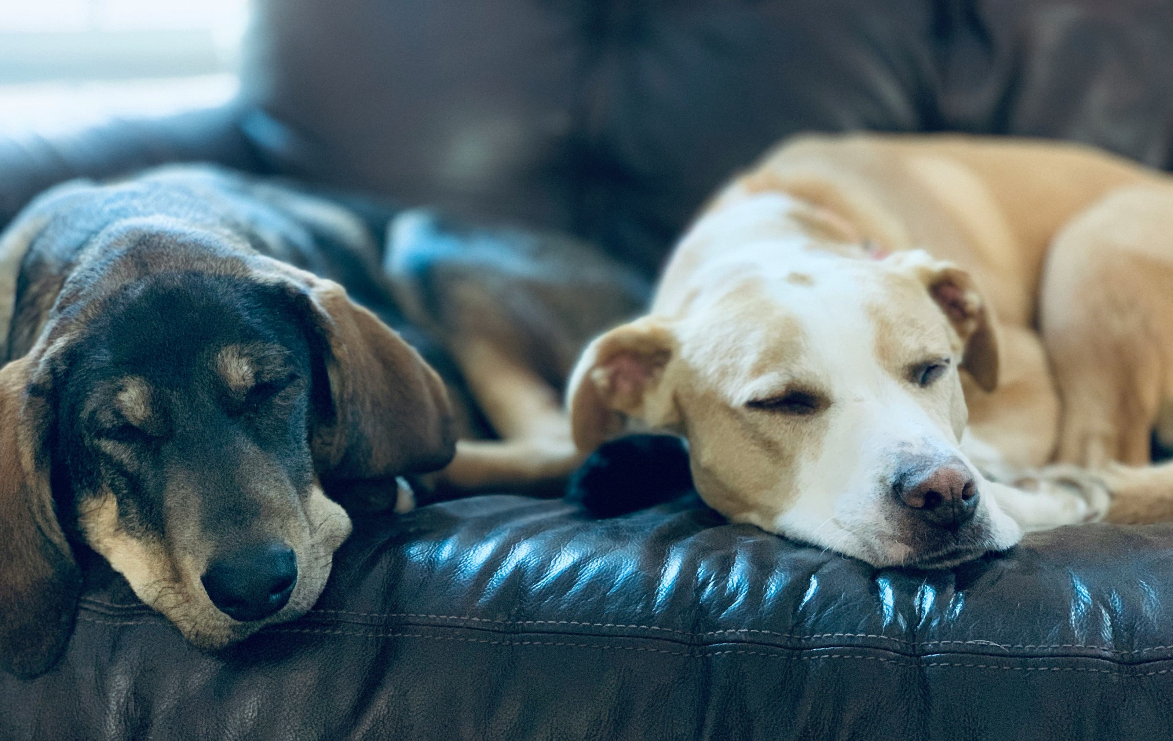Consejos para adoptar: Preparando tu hogar para un perro rescatado