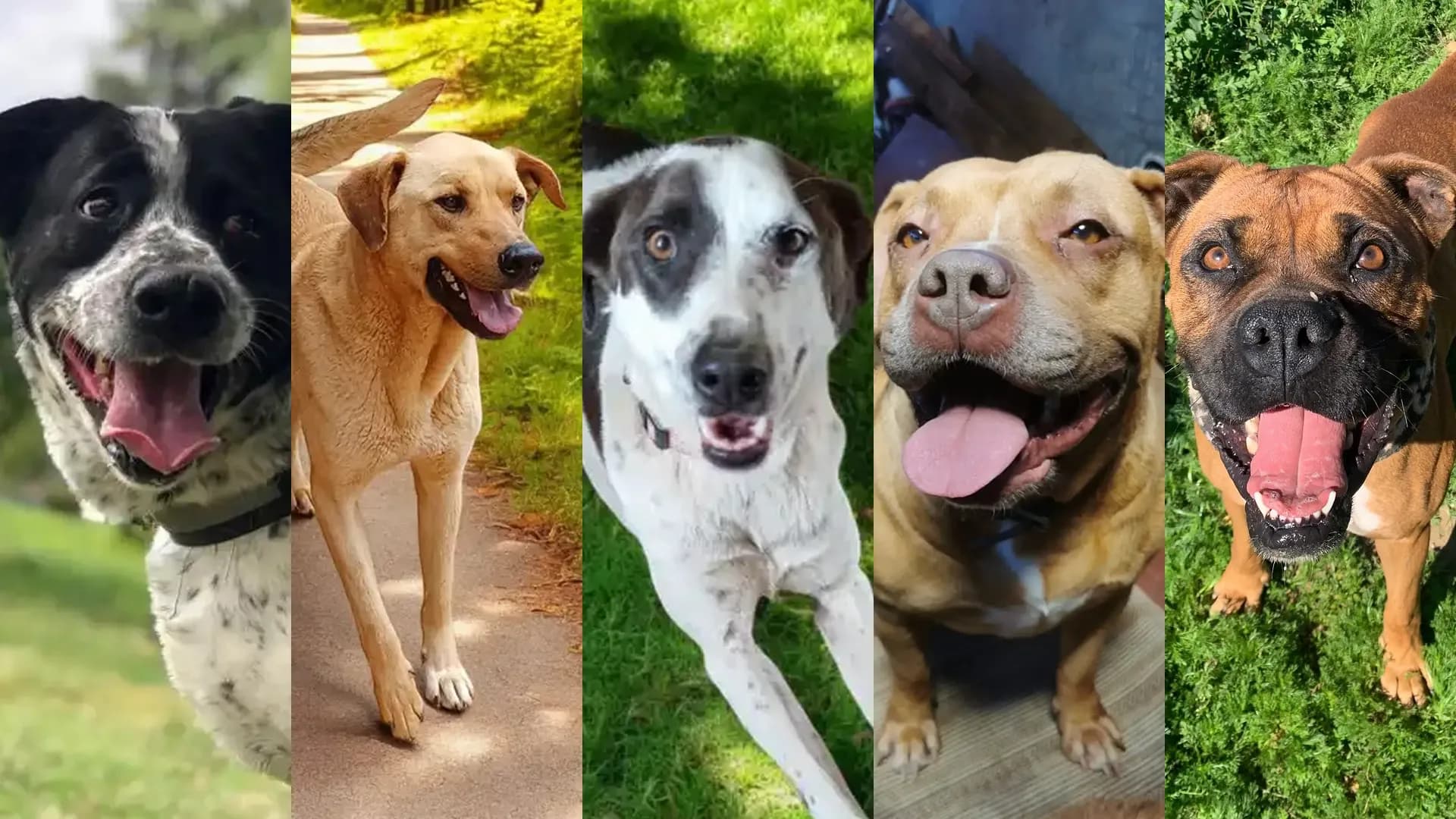 Las 10 razas más adoptadas en Chile (y por qué son tan populares)