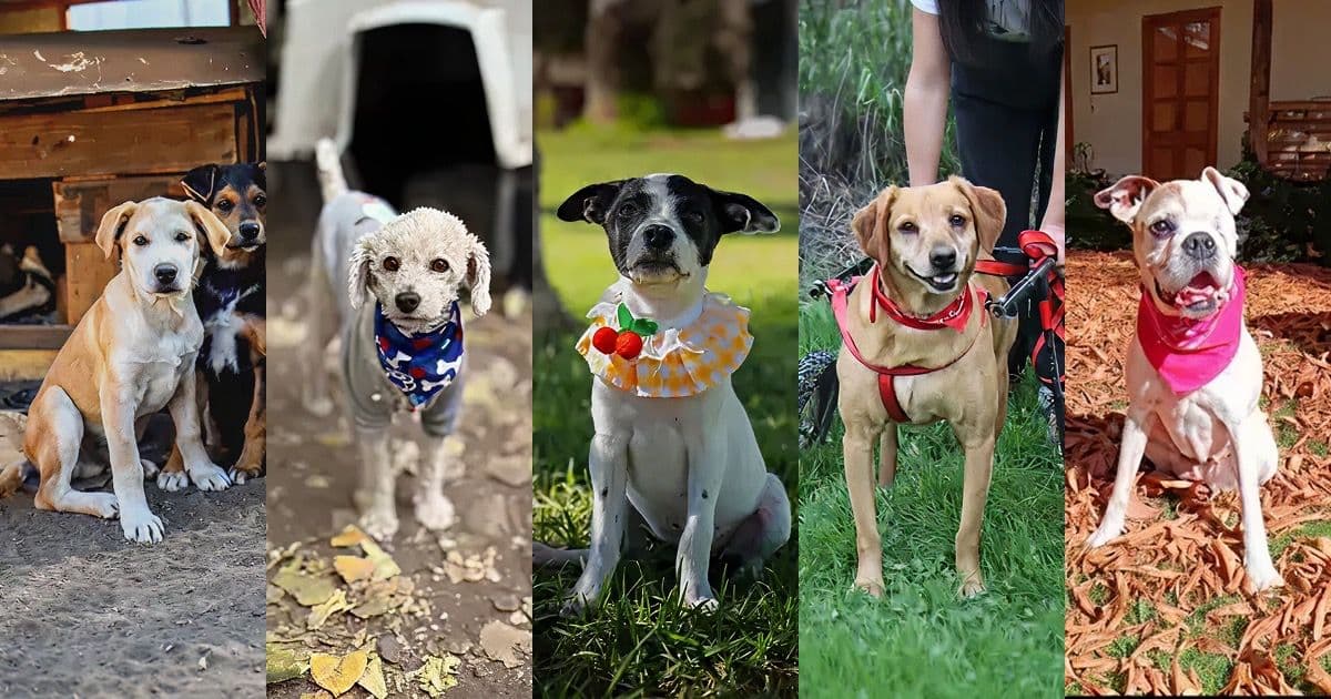 Adopción de perros y gatos en Chile 2025: Guía completa para adoptar una mascota