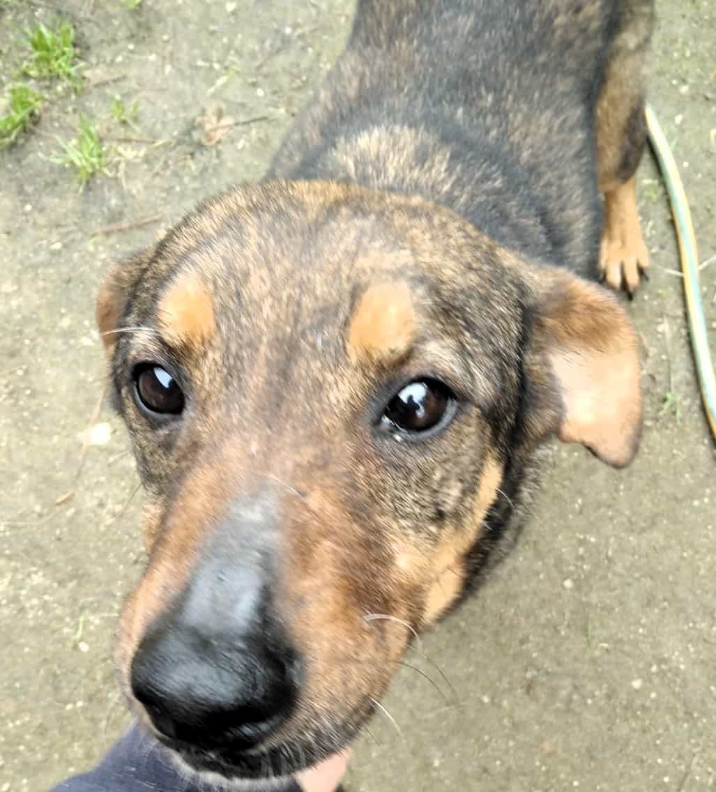 Foto de Paloma
