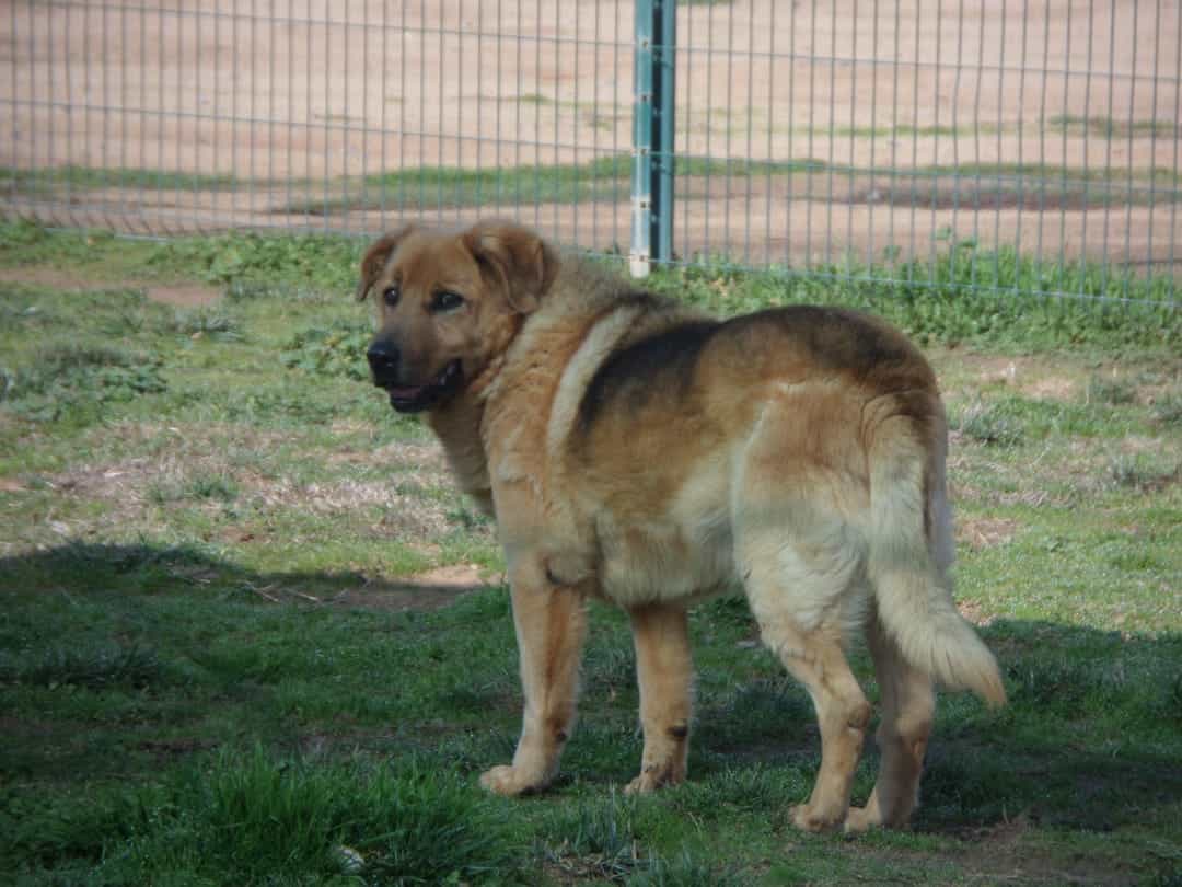 Foto de Trapense