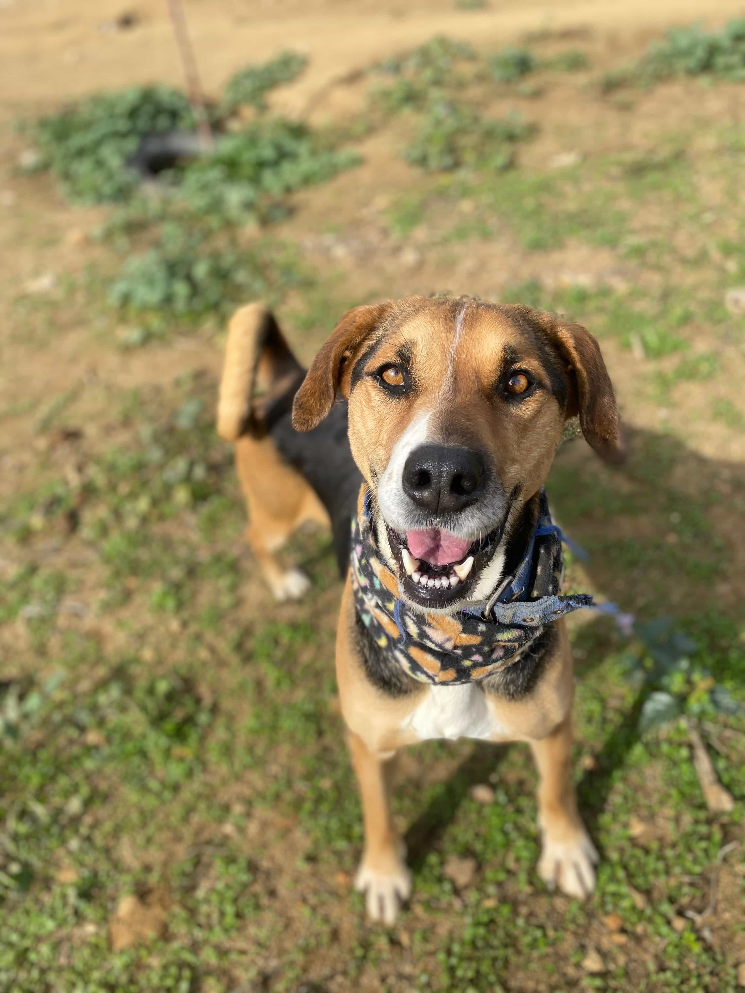 Foto de Inu