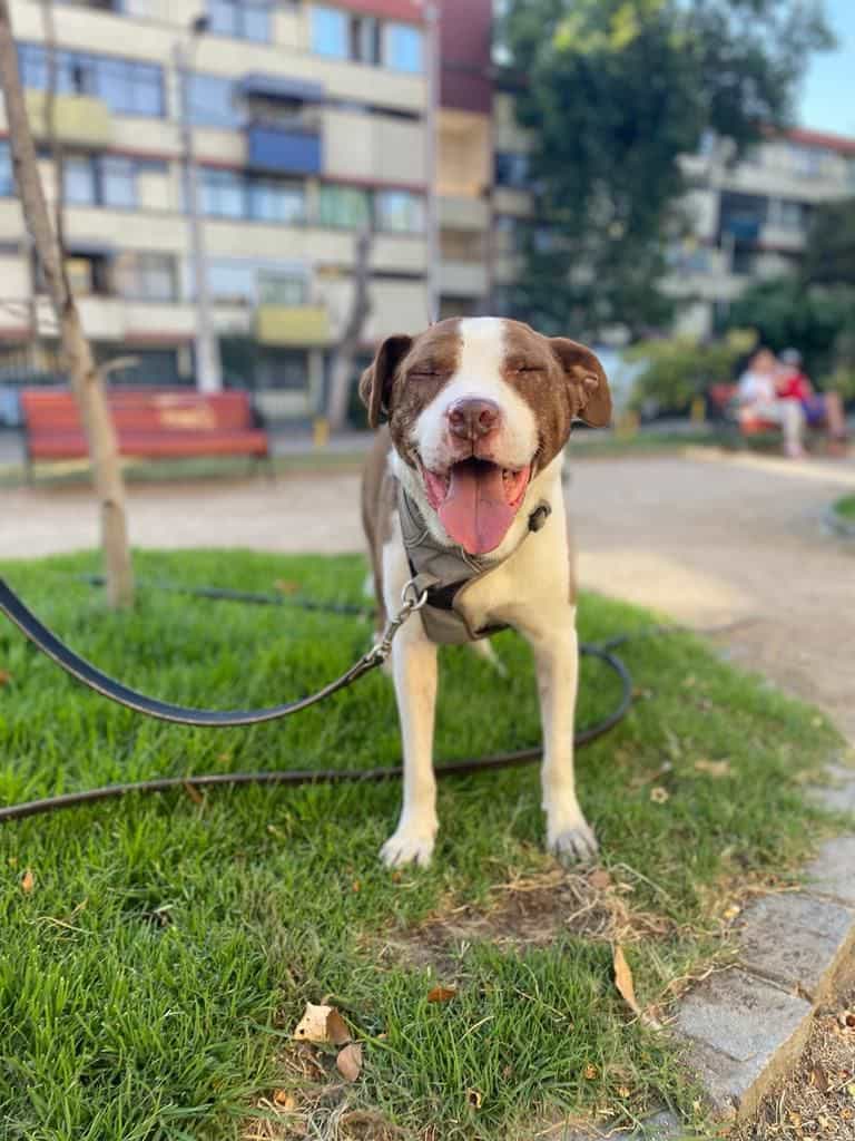 Foto de Ringo