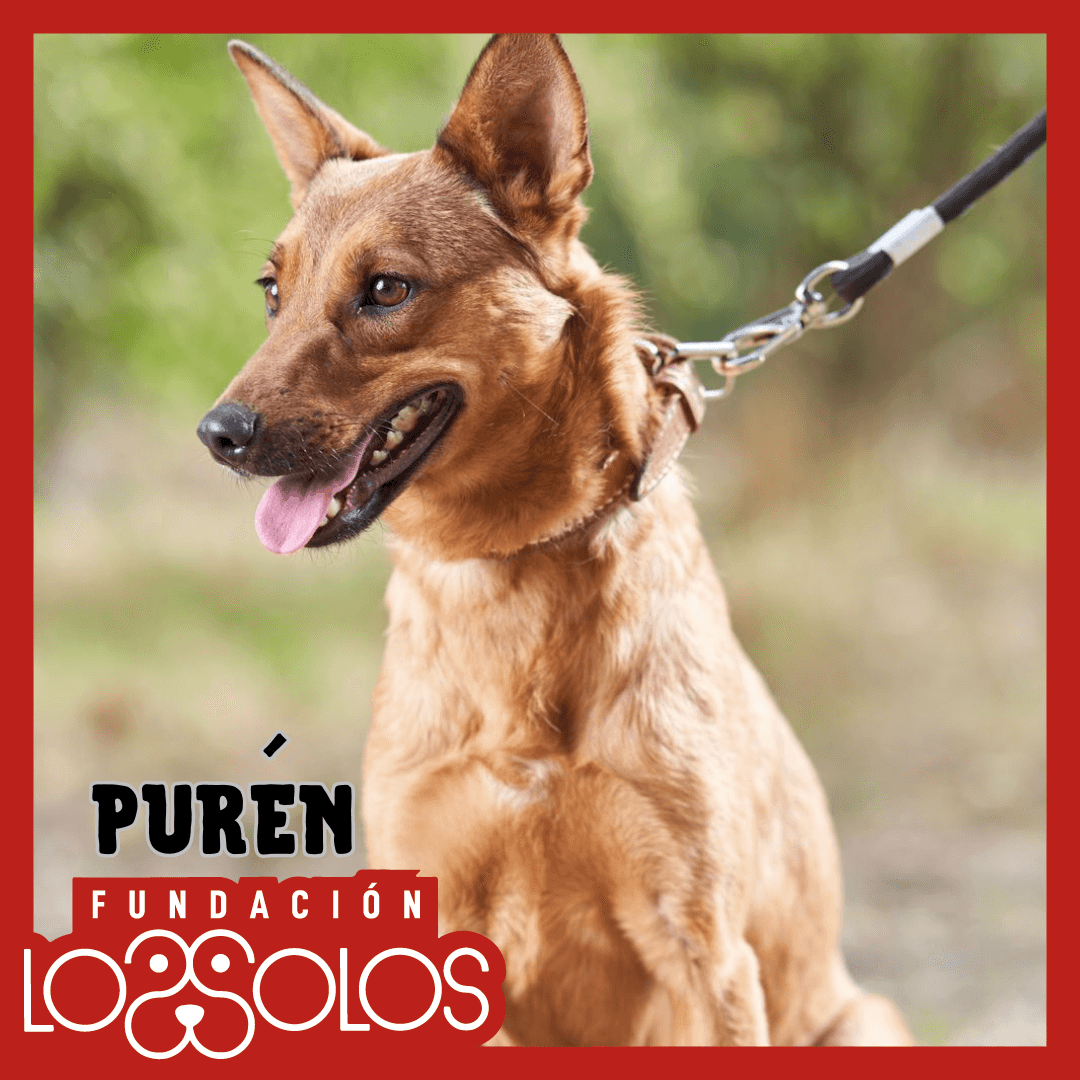 Foto de Purén