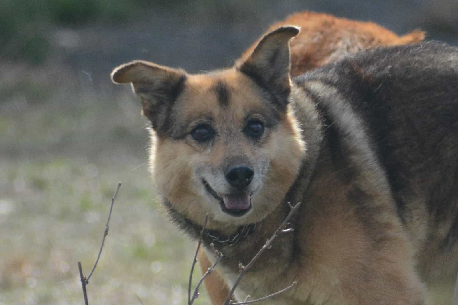 Foto de Foxy