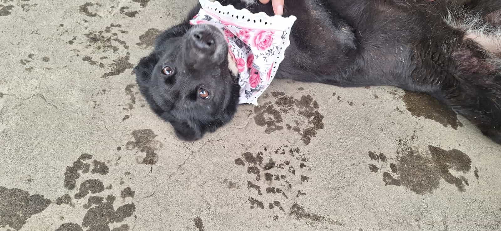 Foto de Colita