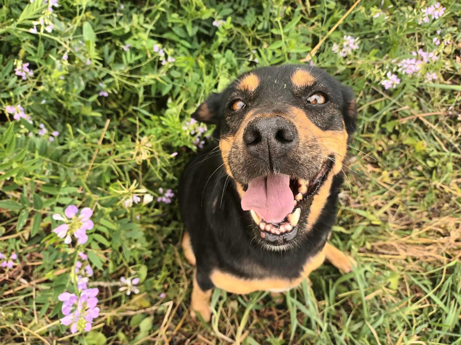 Foto de Bonita