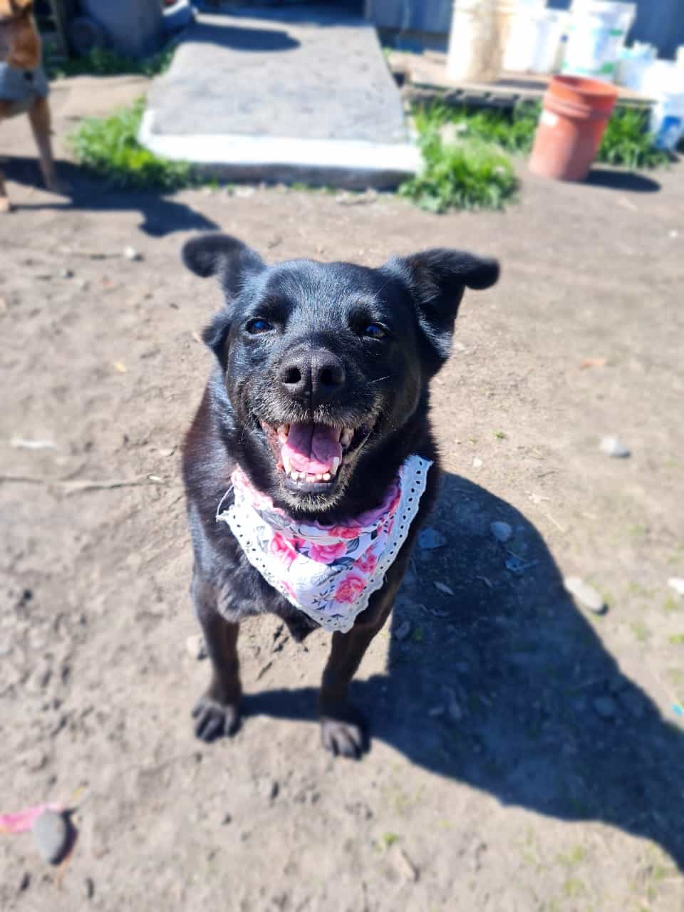 Foto de Laika