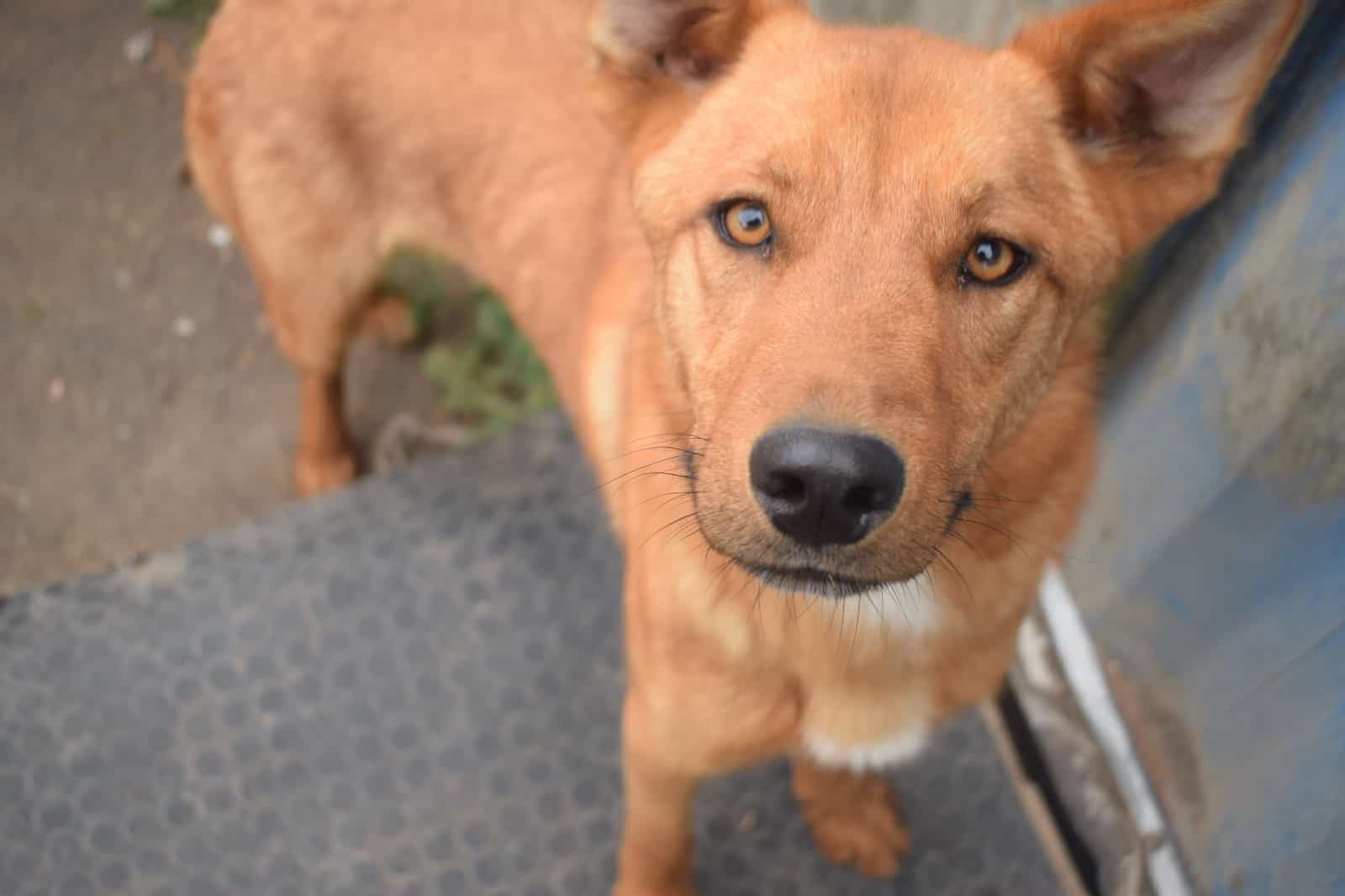 Foto de Cuchufli
