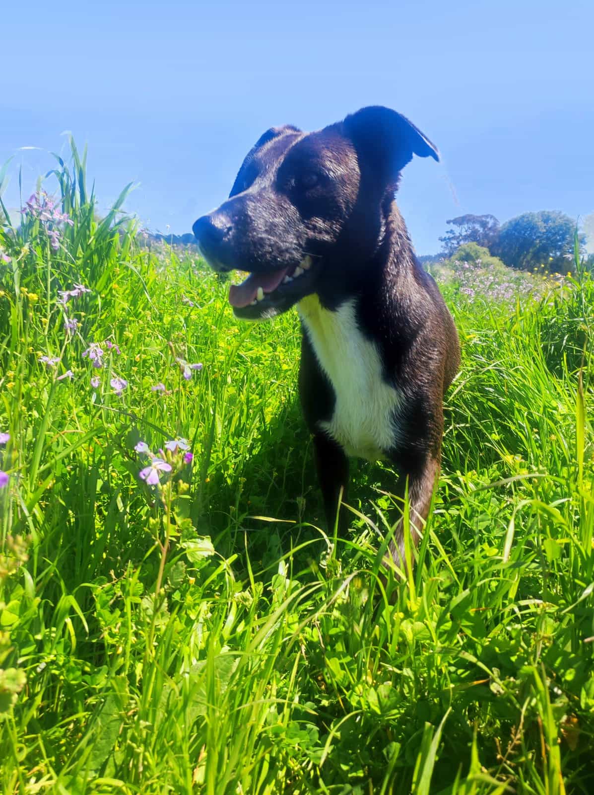 Foto de Nezuko