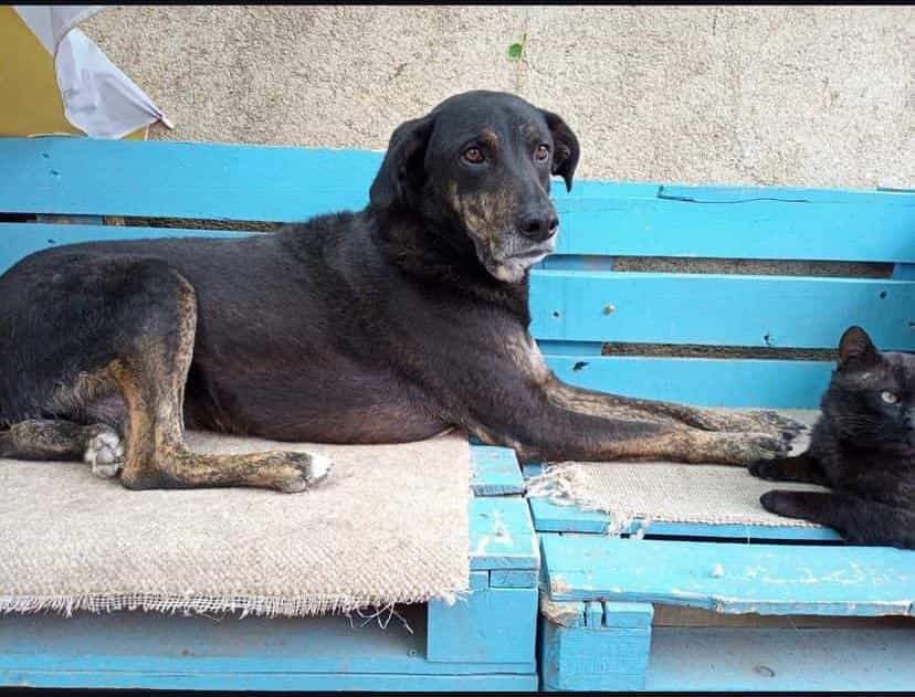 Foto de Tigrito