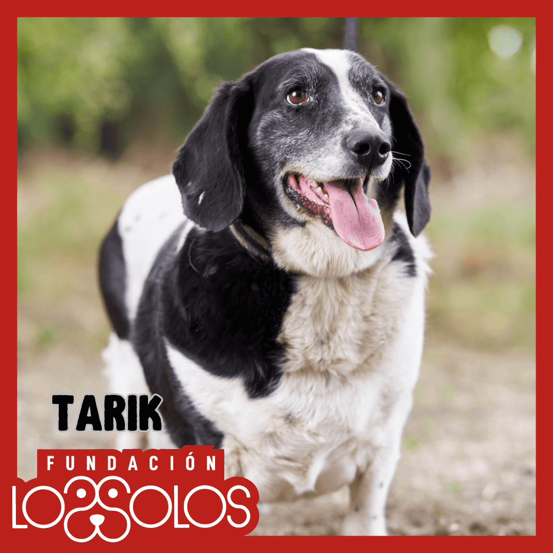 Foto de Tarik