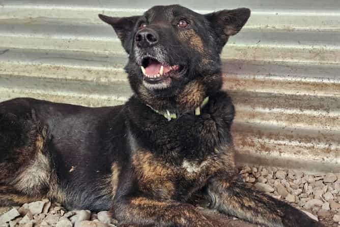 Foto de Negrito vecino