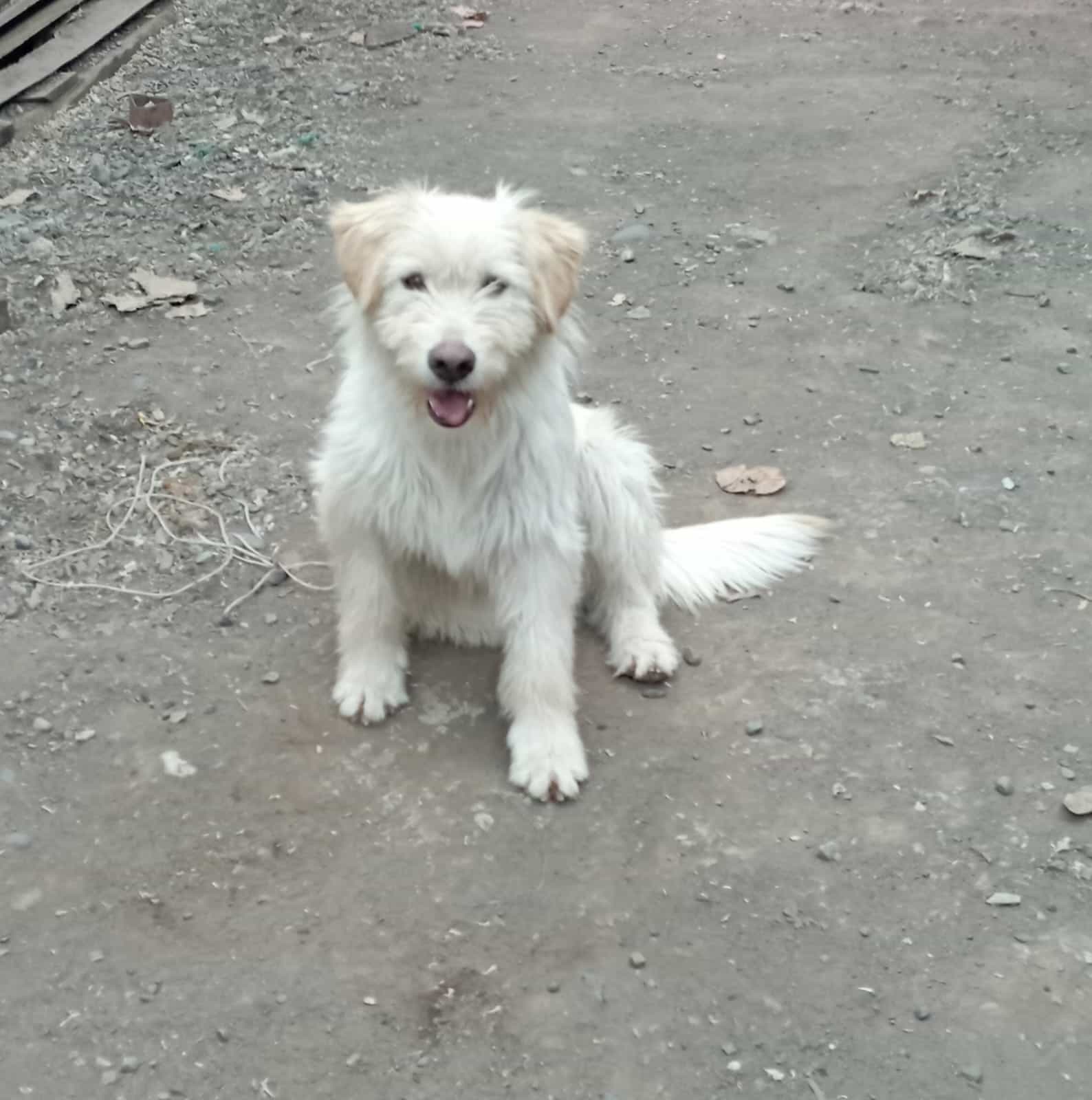 Foto de Pelusa