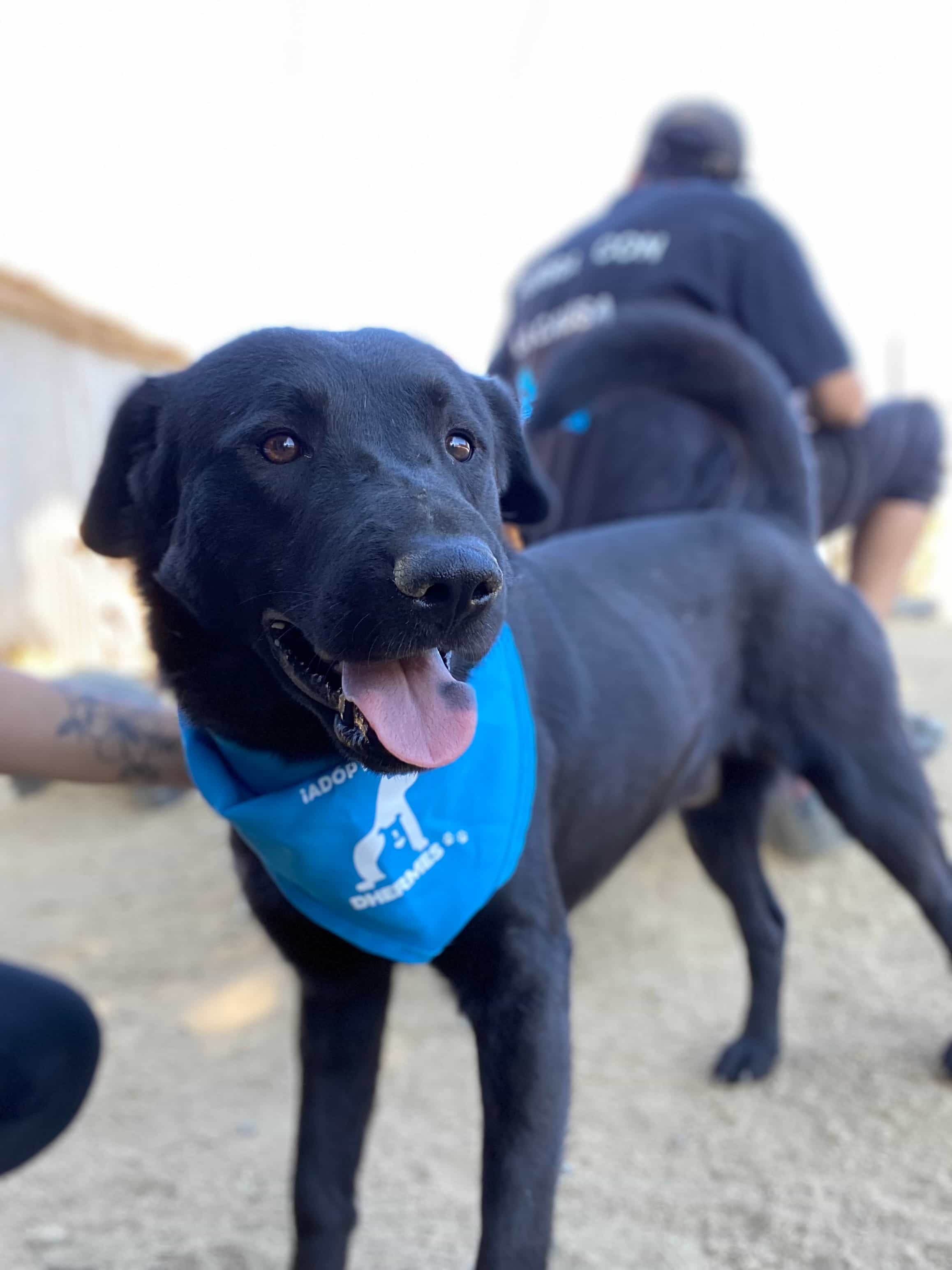 Foto de Negrito