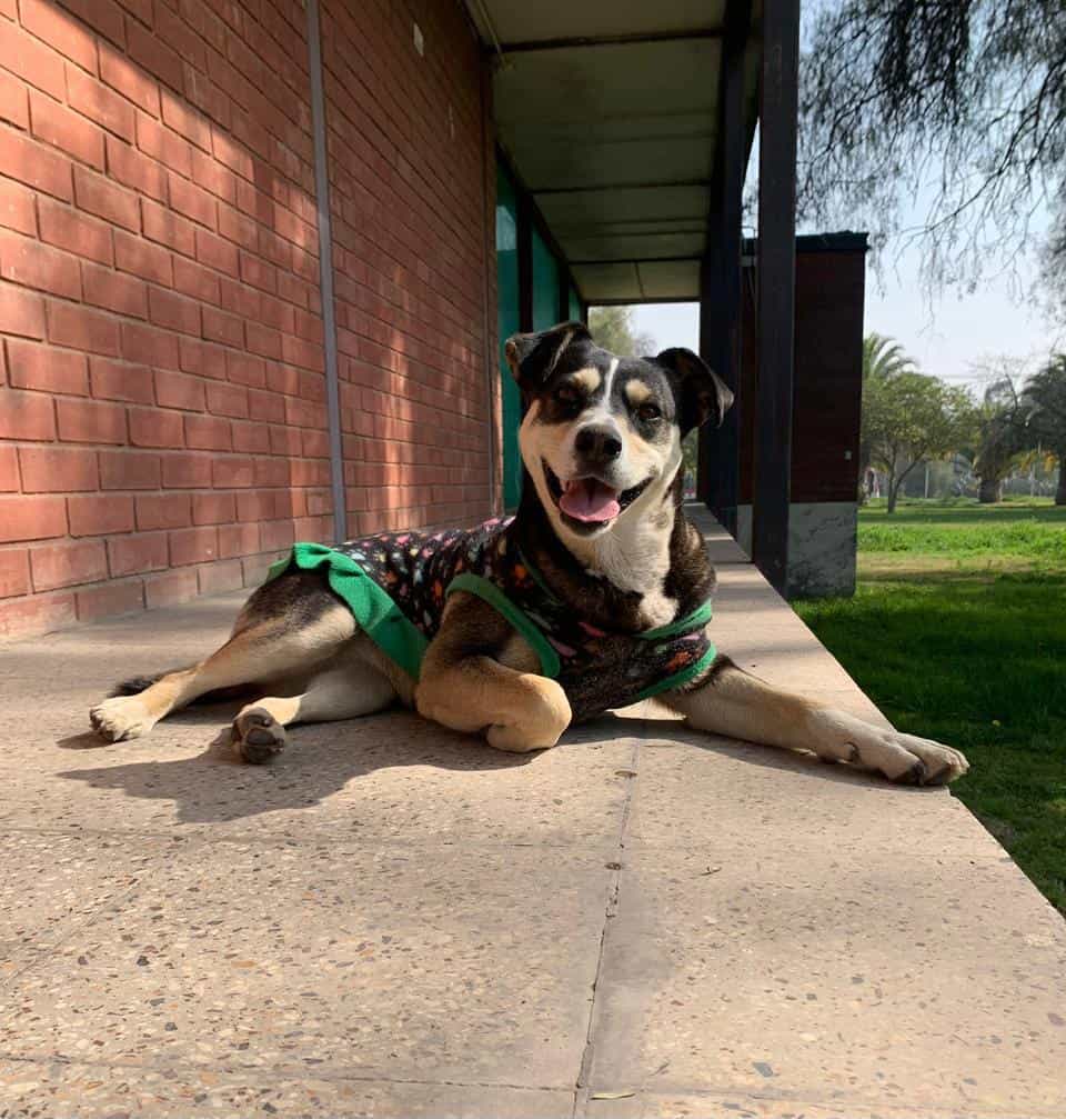 Foto de Piwi