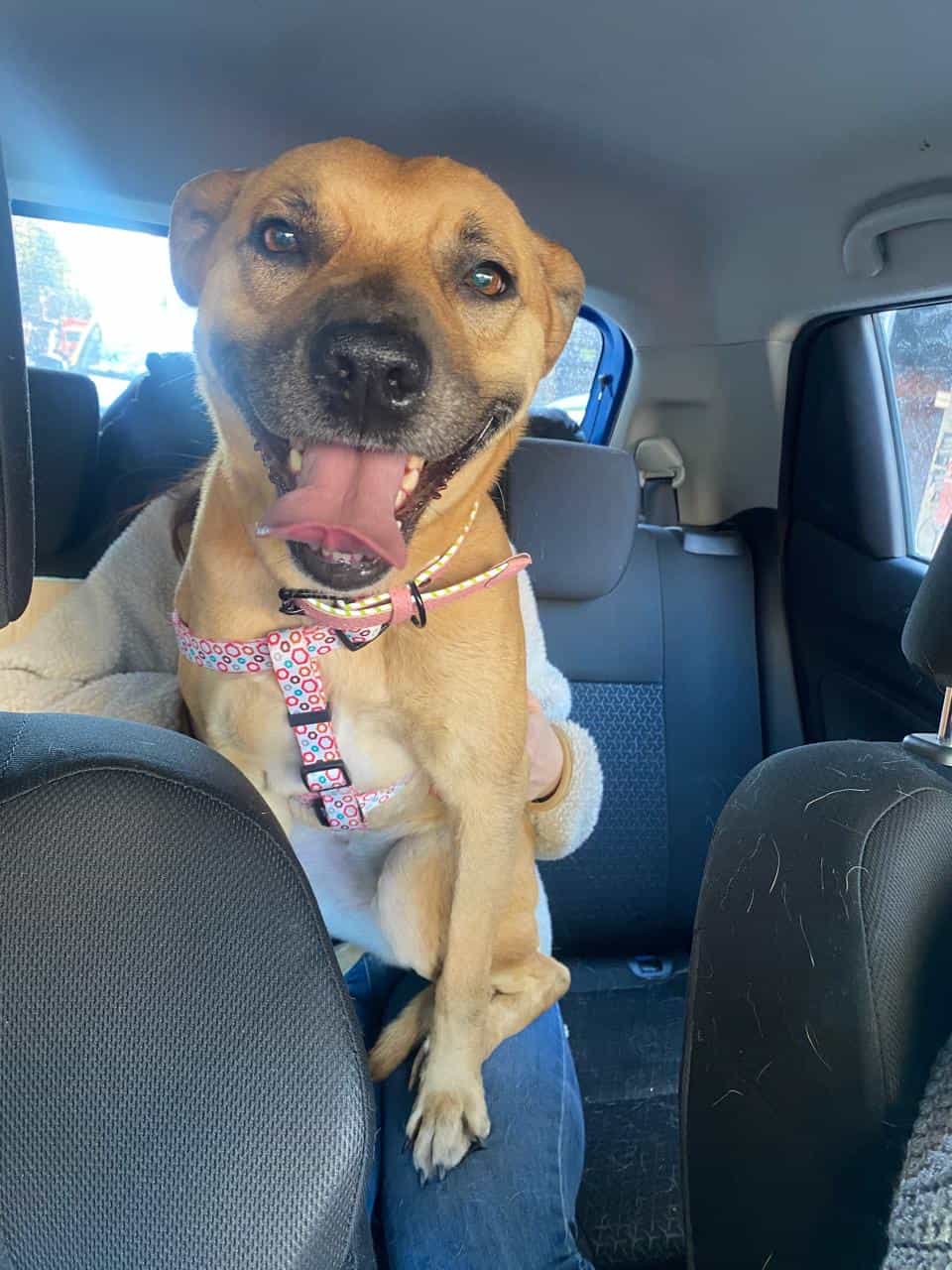Foto de Nala