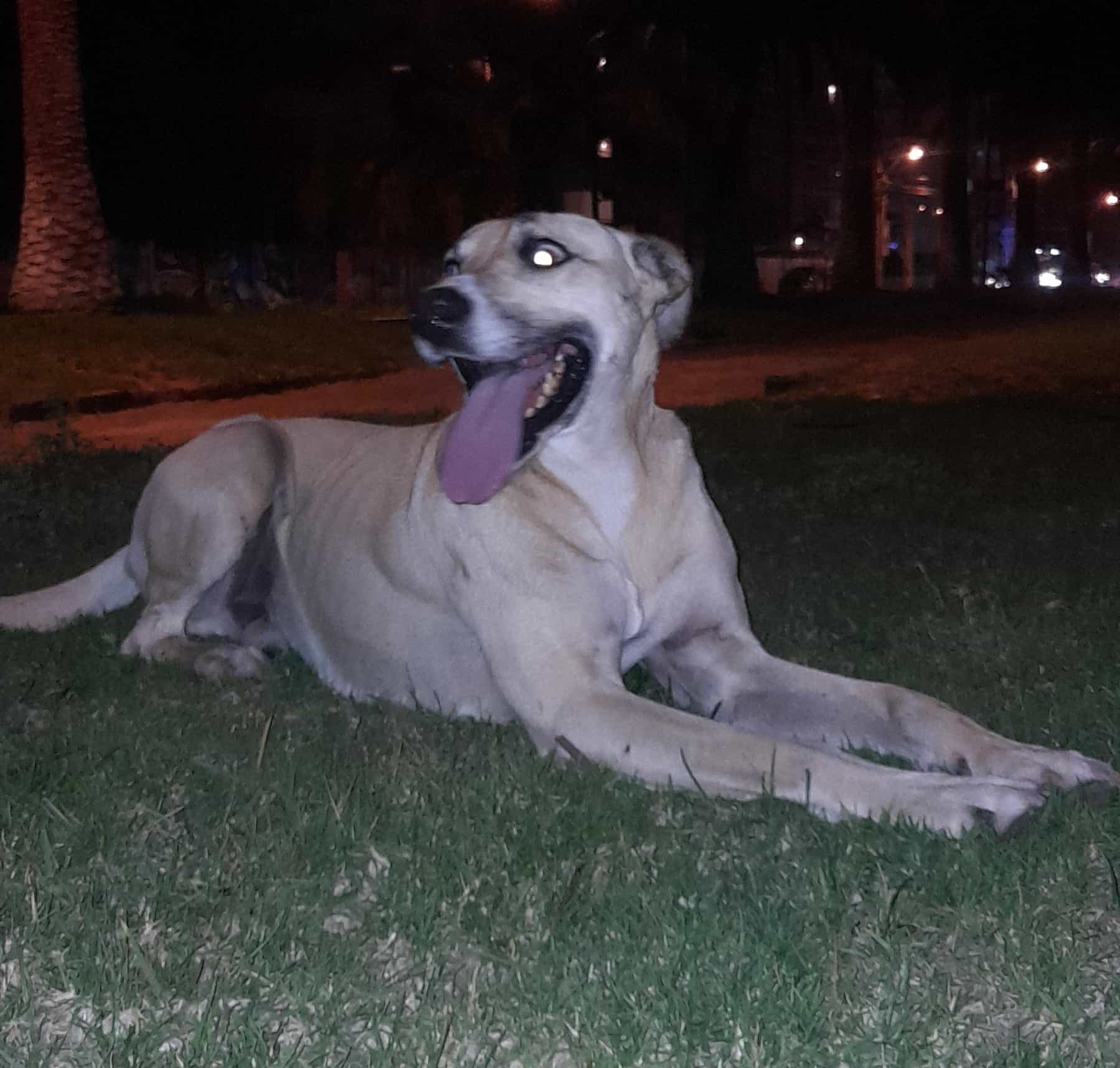Foto de Scooby
