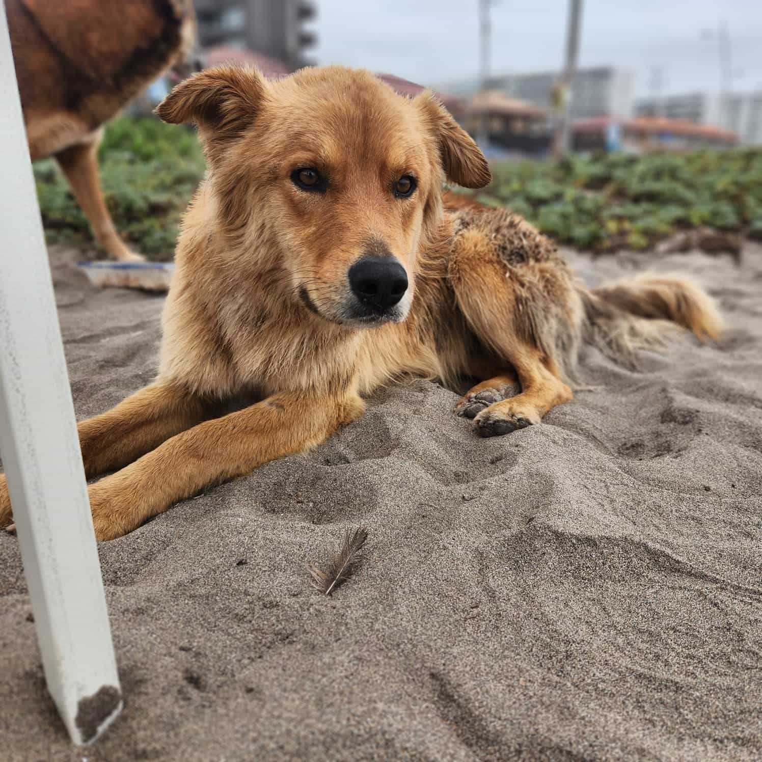 Foto de Cockie
