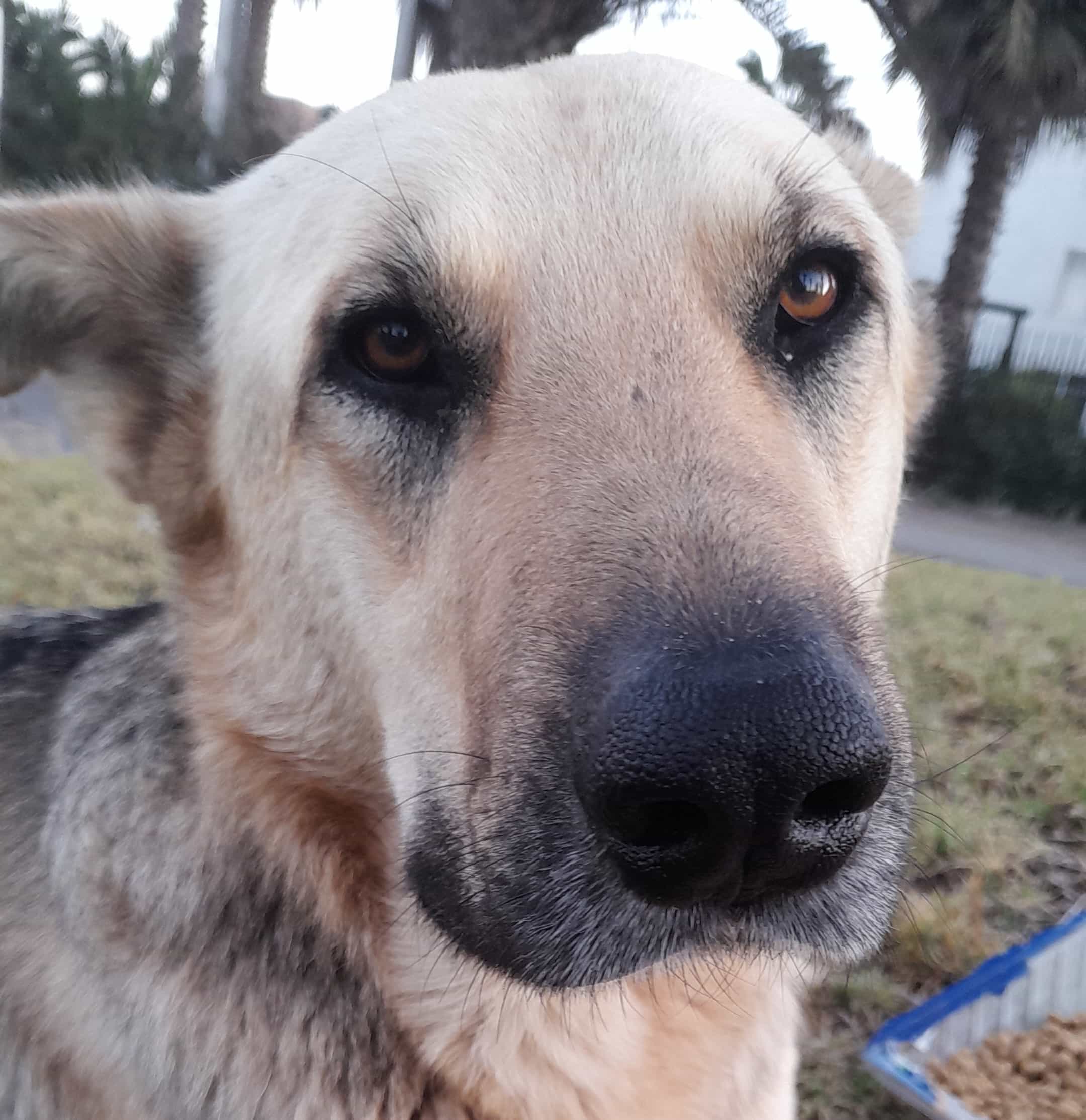Foto de Orejoncito