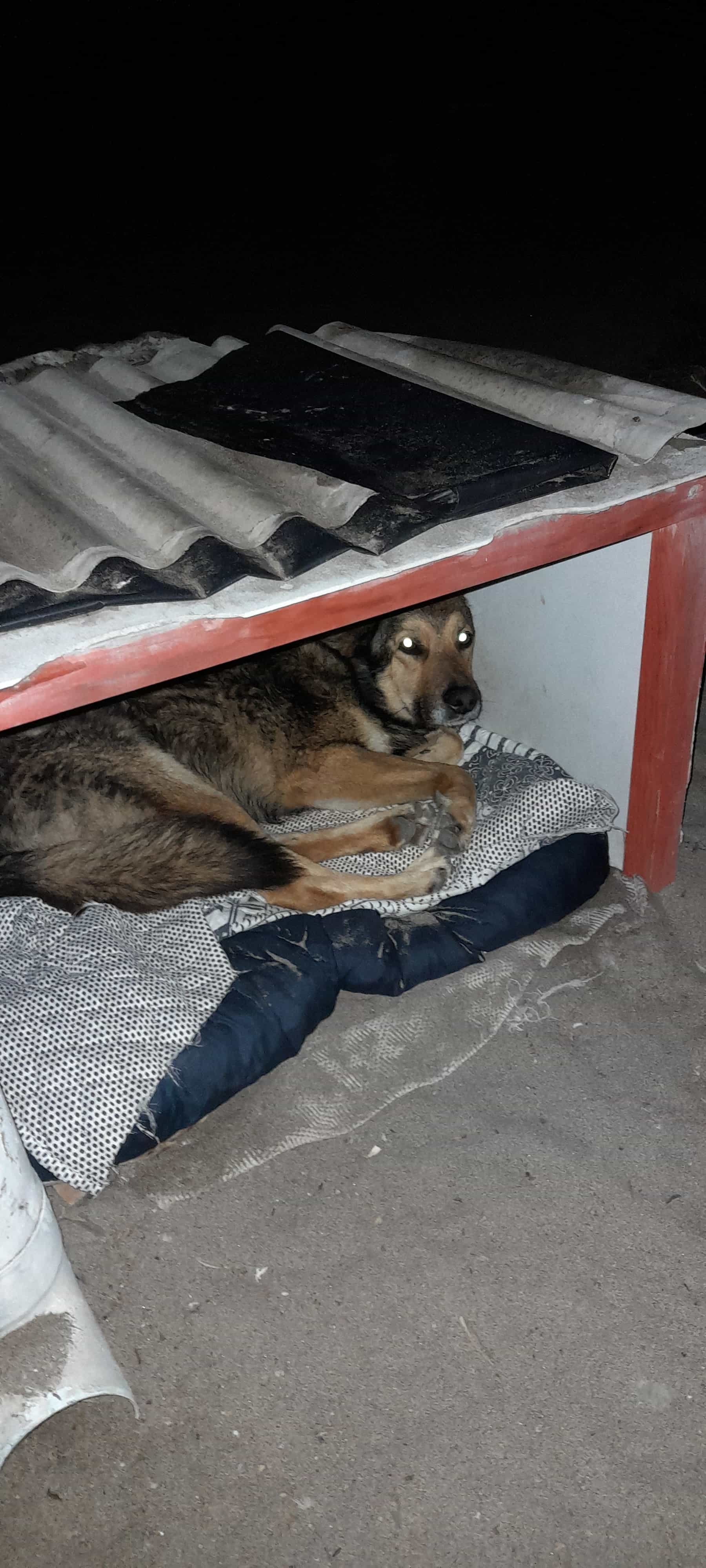 Foto de Lobito