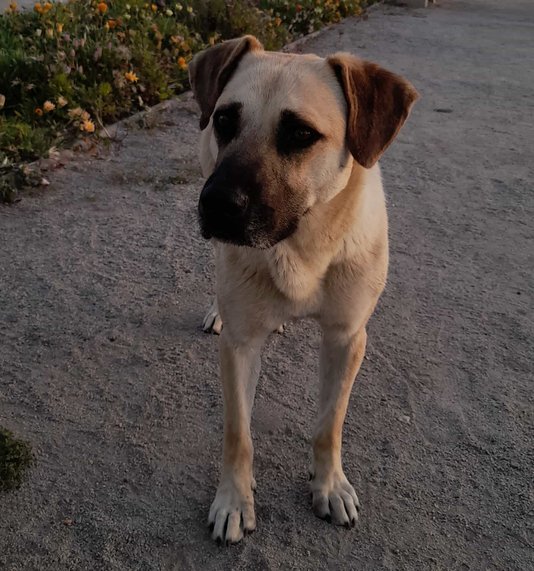 Foto de Chipop
