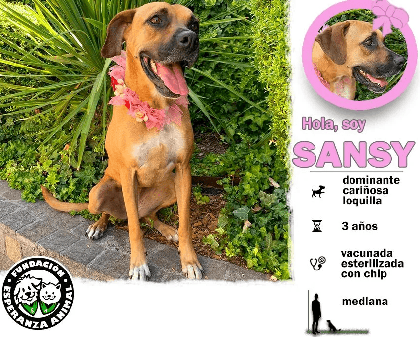 Foto de Sansy