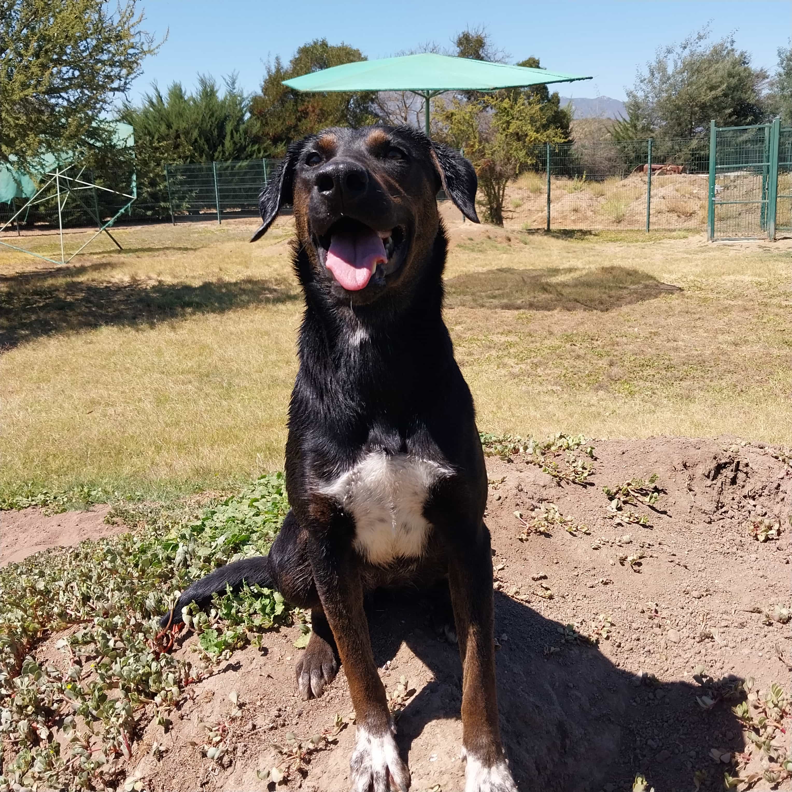 Foto de Pantruca