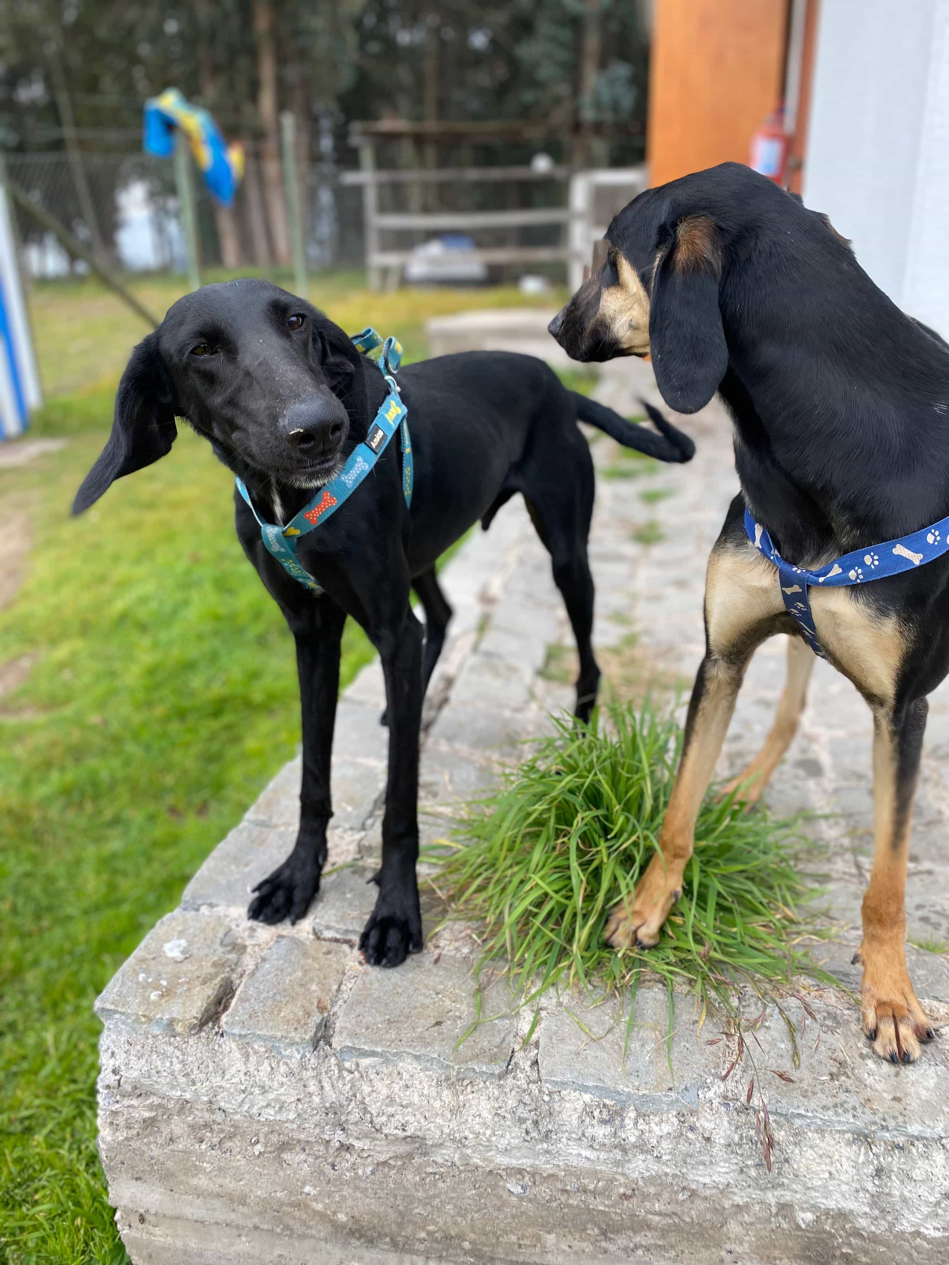 Foto de Mila y Duke