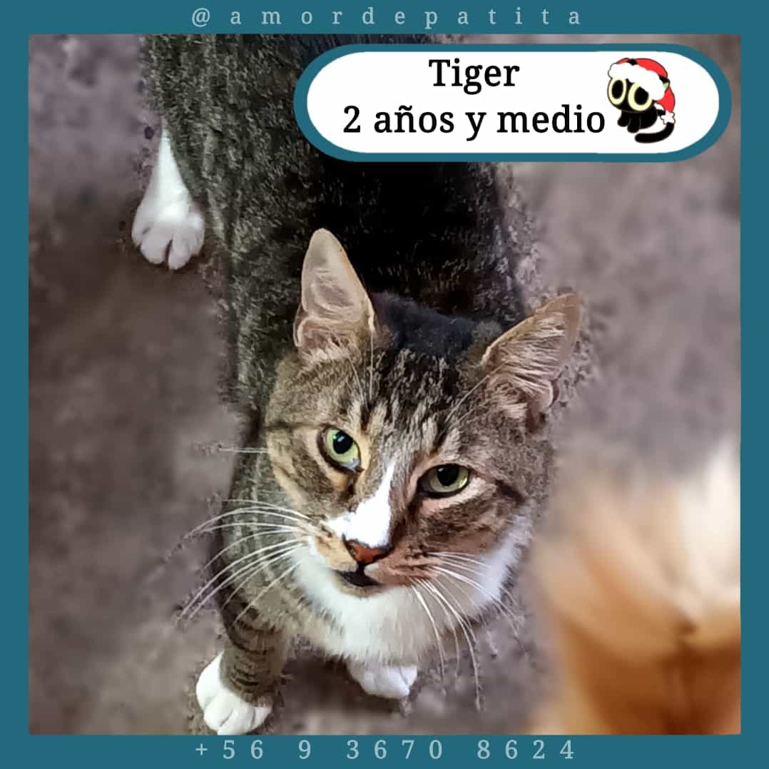 Foto de Tiger