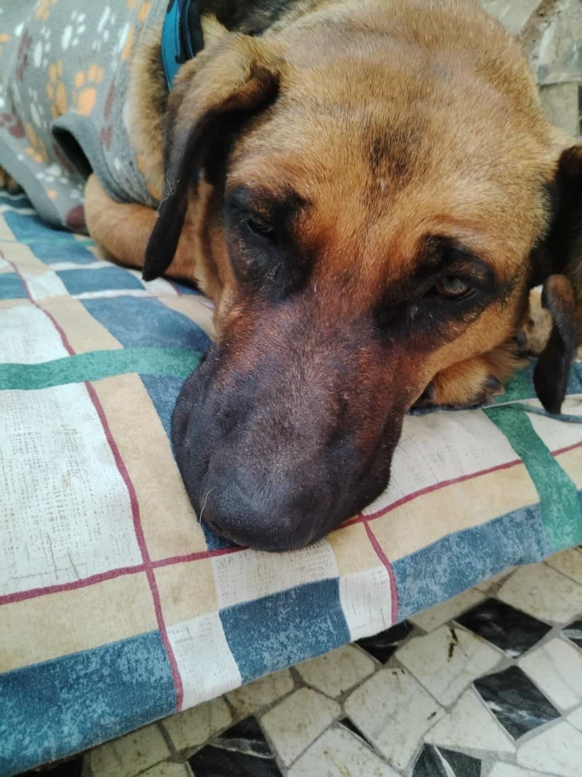 Foto de Canela