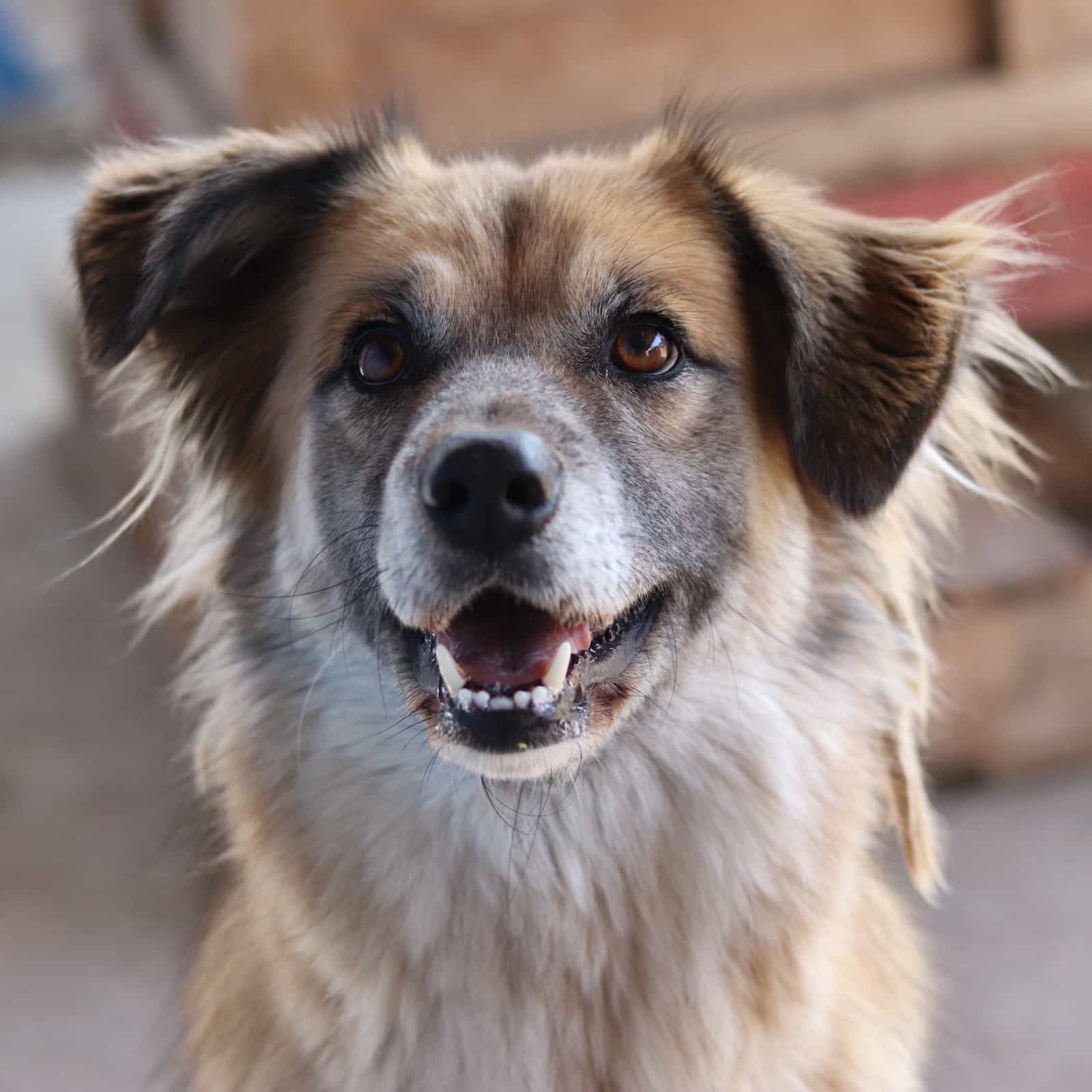 Foto de Canela