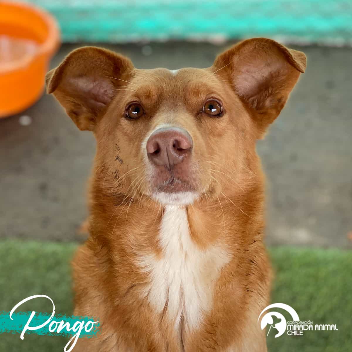 Foto de Pongo