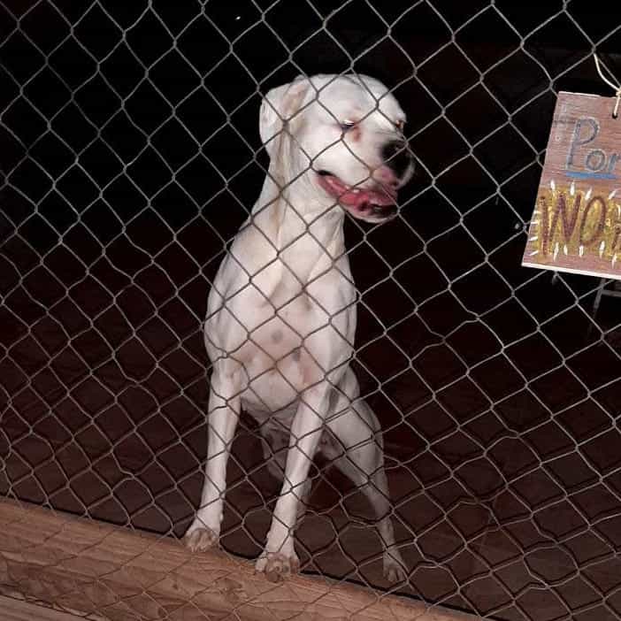 Foto de Perla