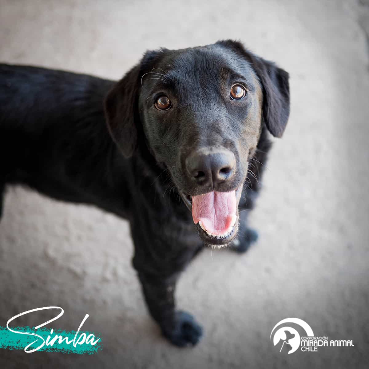 Foto de Simba