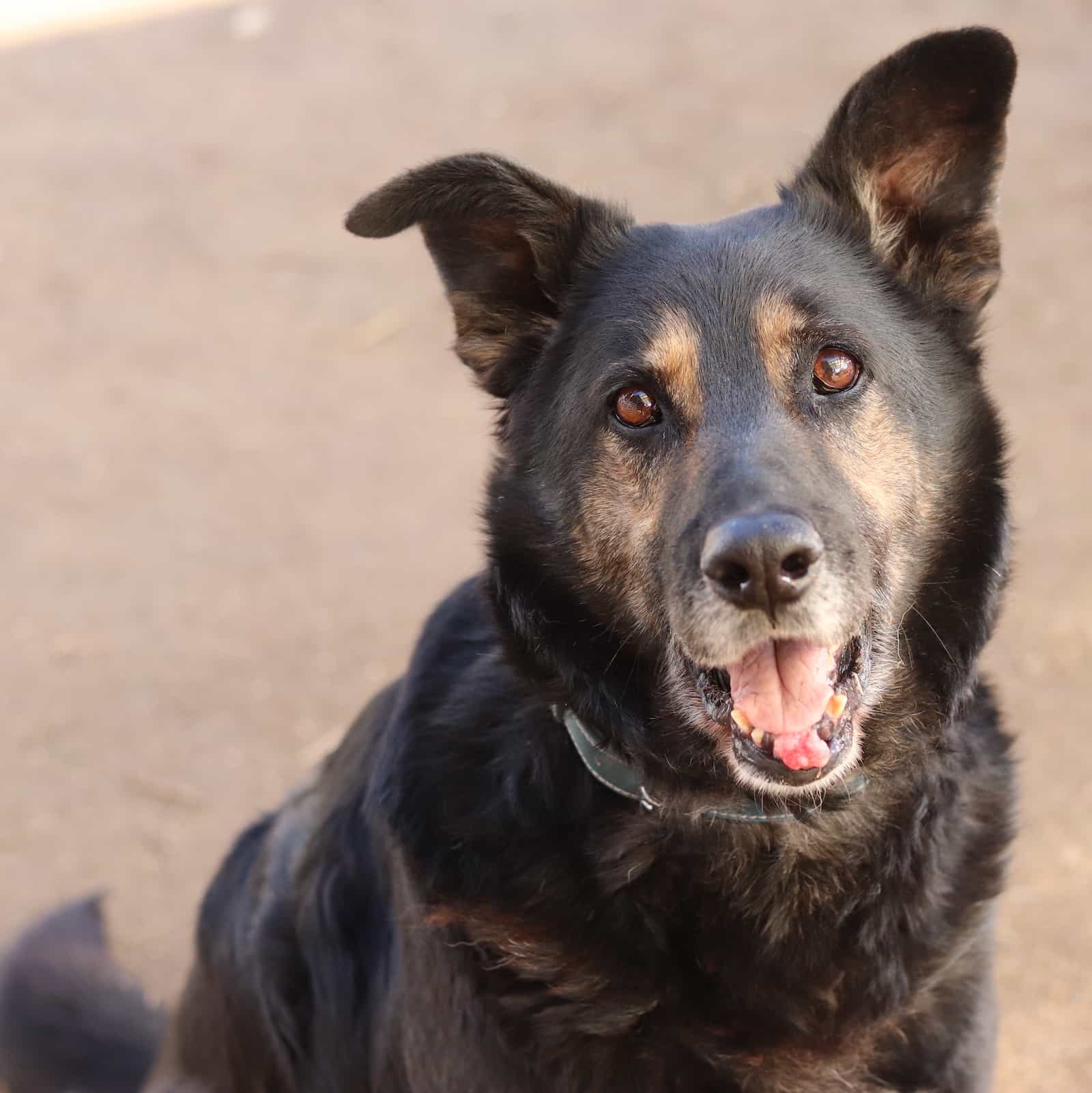 Foto de Blacky Macho