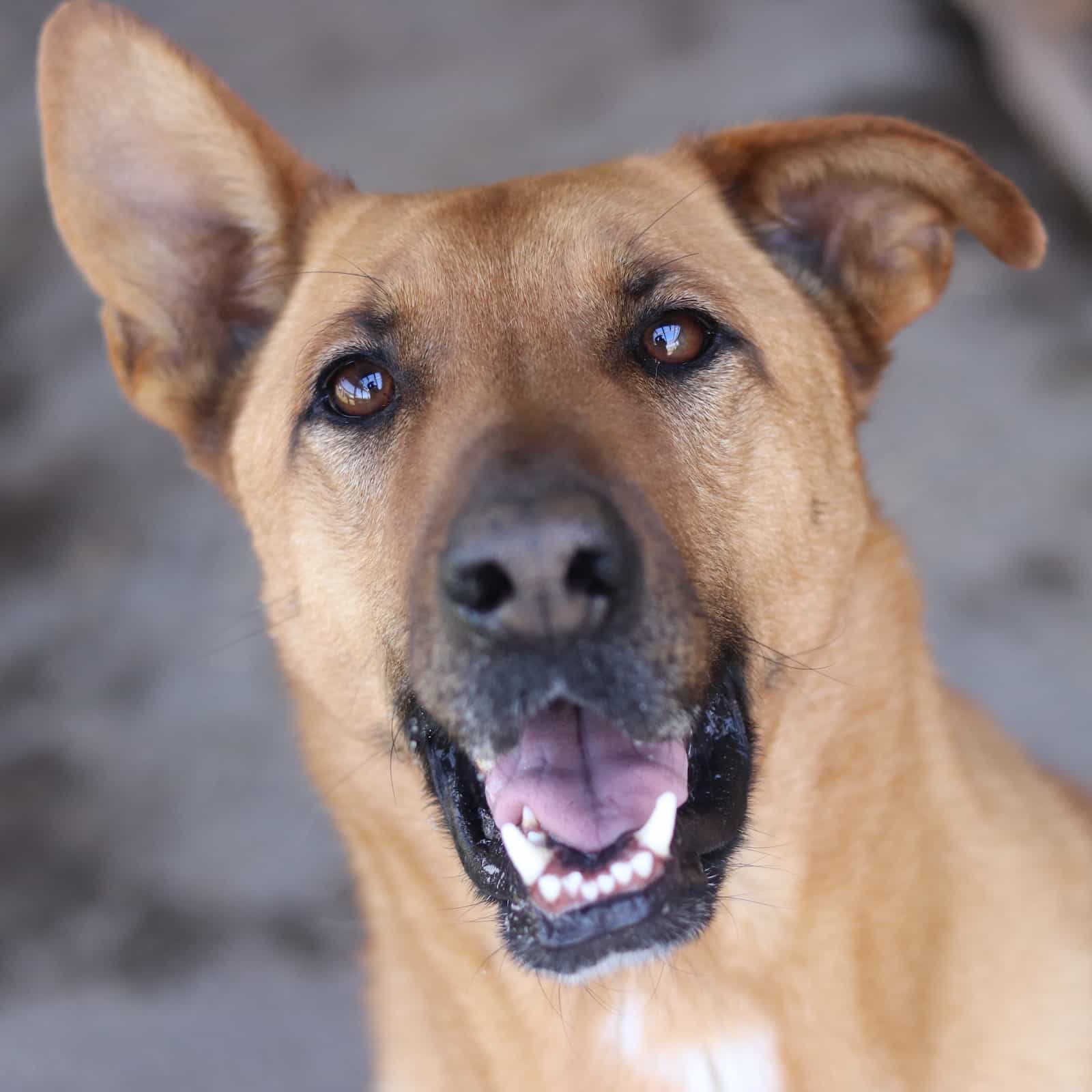 Foto de Bruno