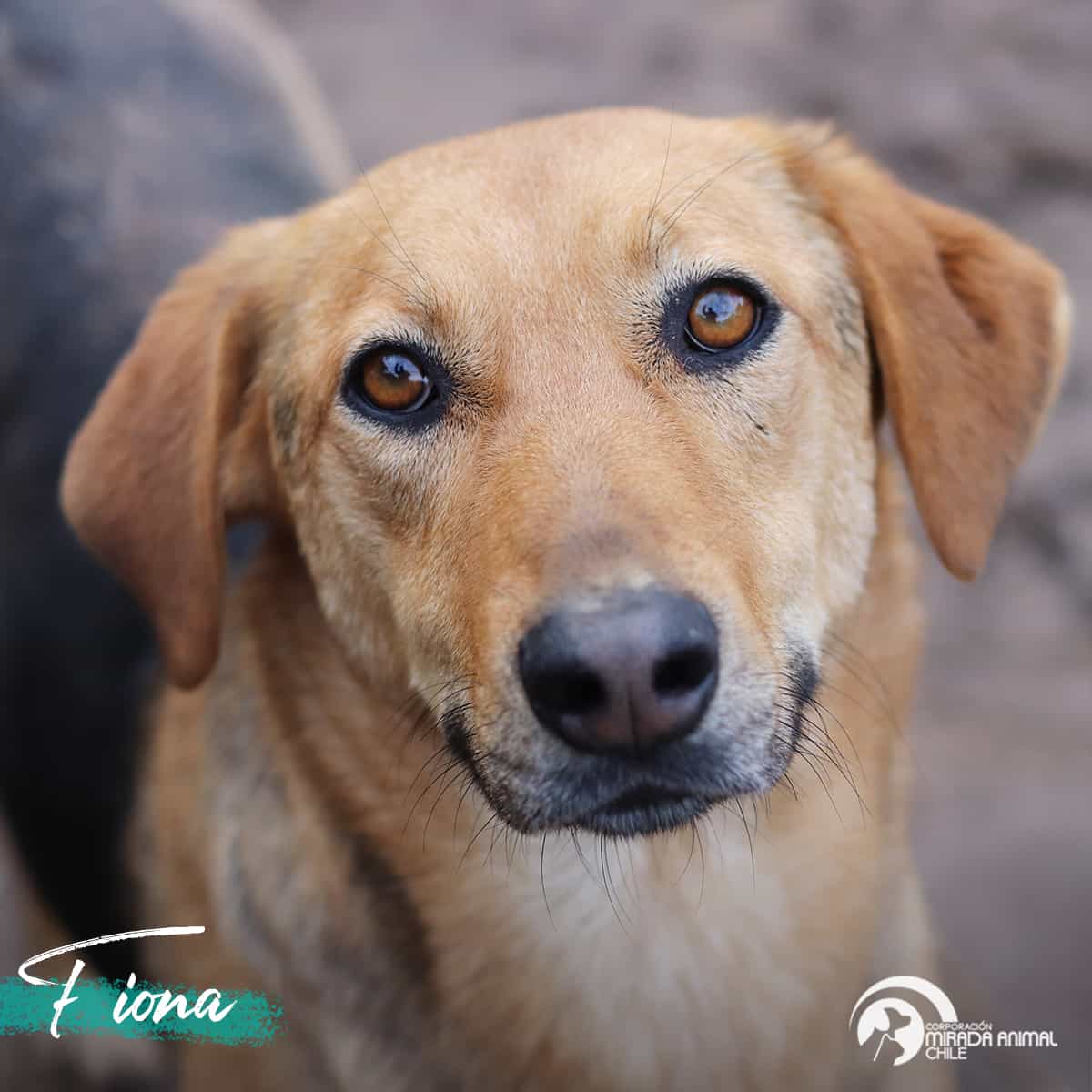 Foto de Fiona