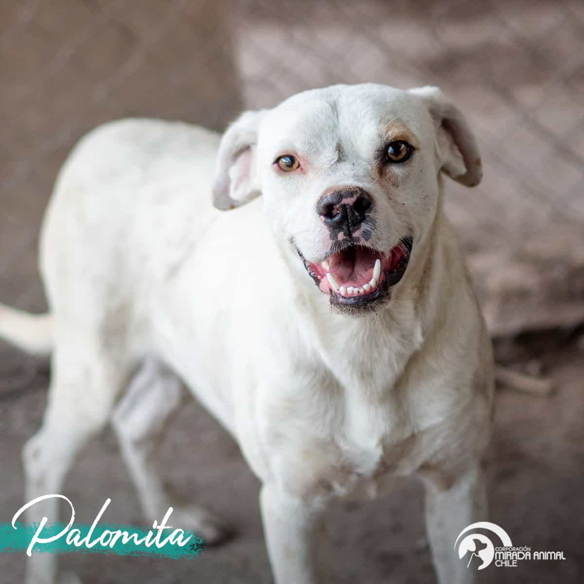 Foto de Palomita Blanca